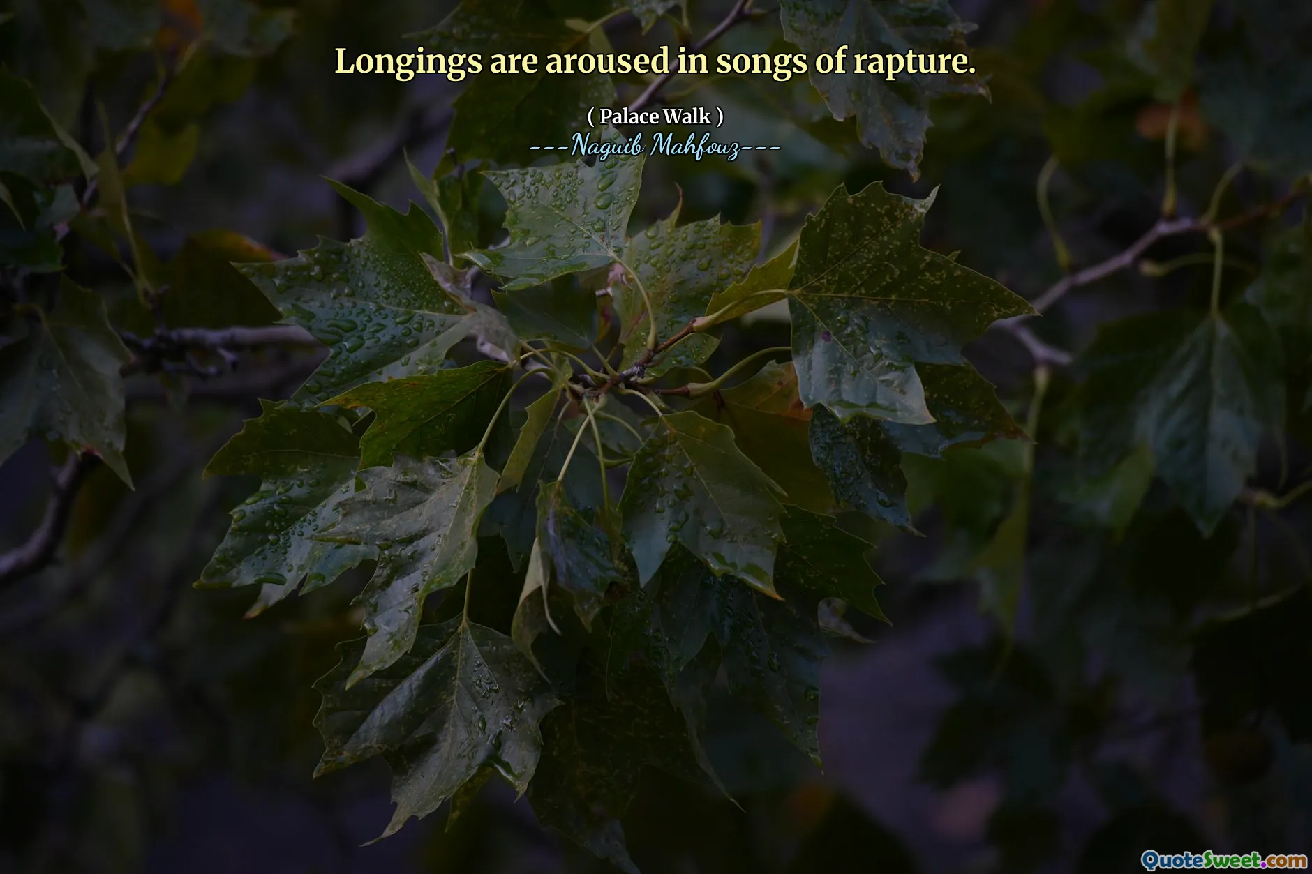 تثير الشوق في أغاني نشوة الطرب.