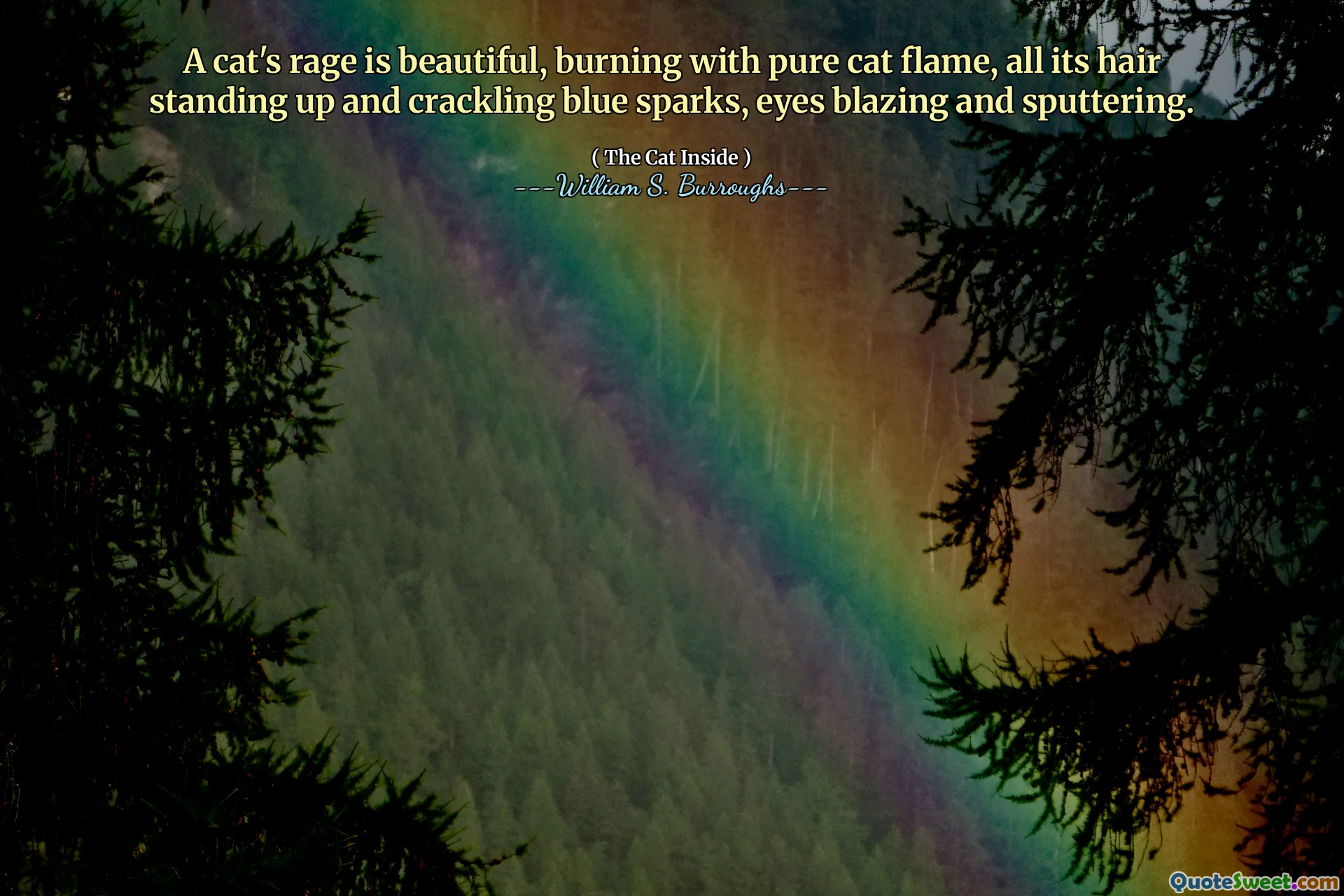 Die Wut einer Katze ist wunderschön, brennt mit reiner Katzenflamme, alle Haare stehen auf und knistern blaue Funken, Augen, die lodern und sputtern.