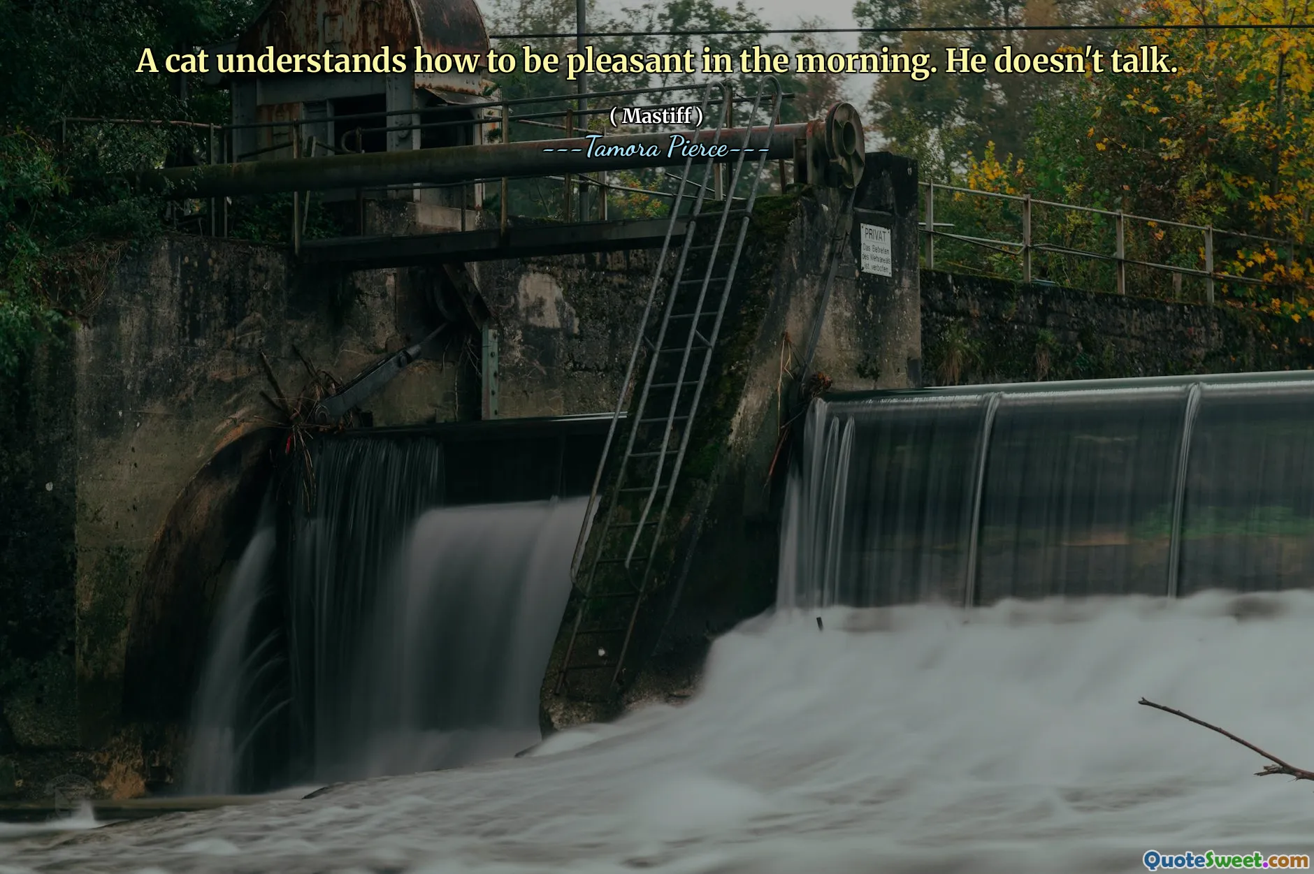 A cat understands how to be pleasant in the morning. He doesn't talk.