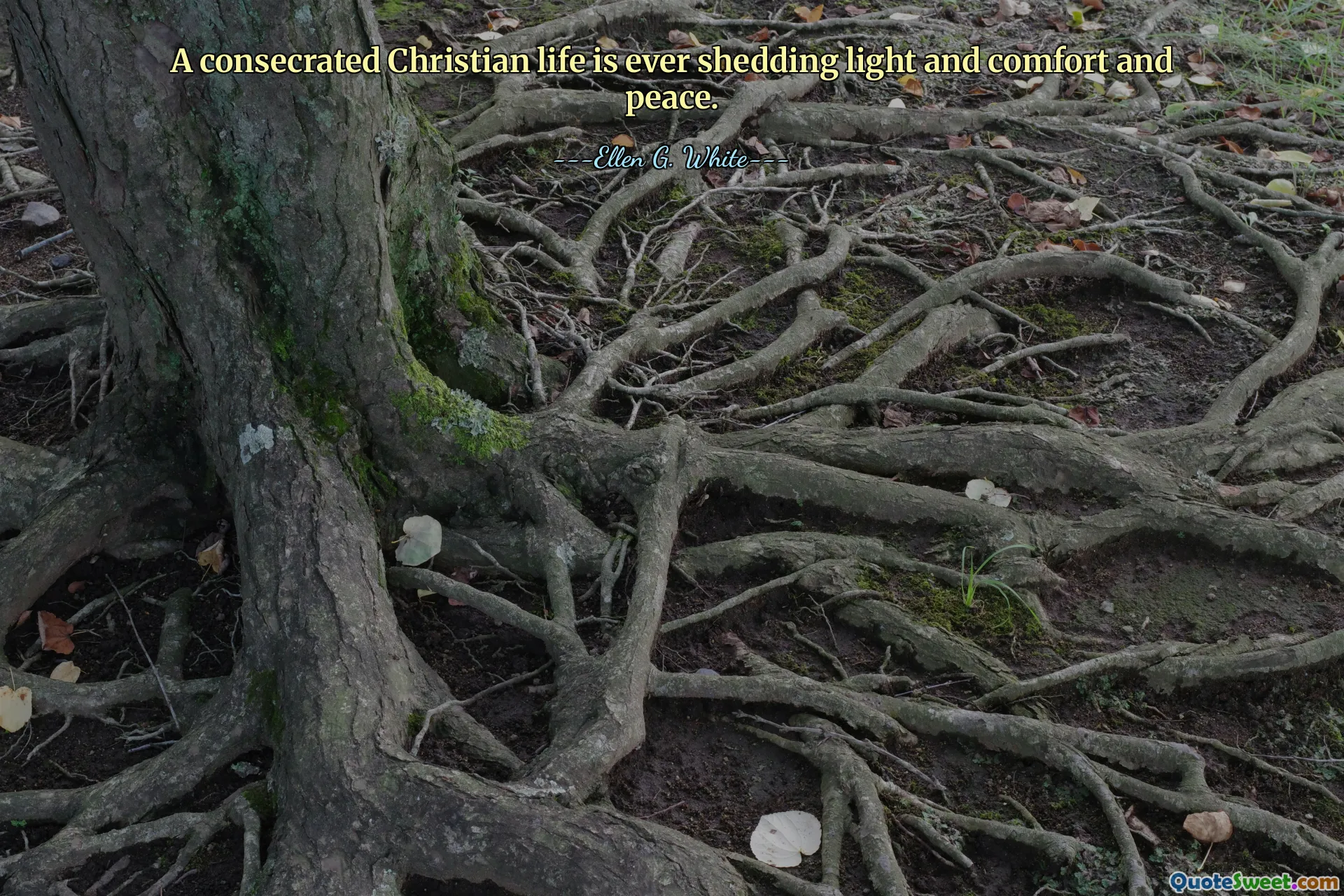 A consecrated Christian life is ever shedding light and comfort and peace.