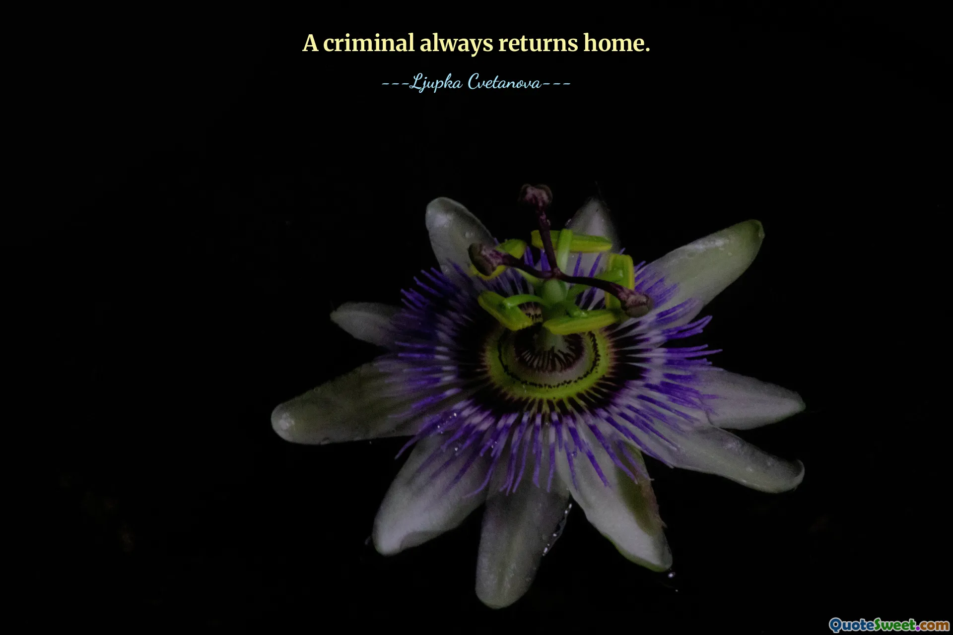 A criminal always returns home.