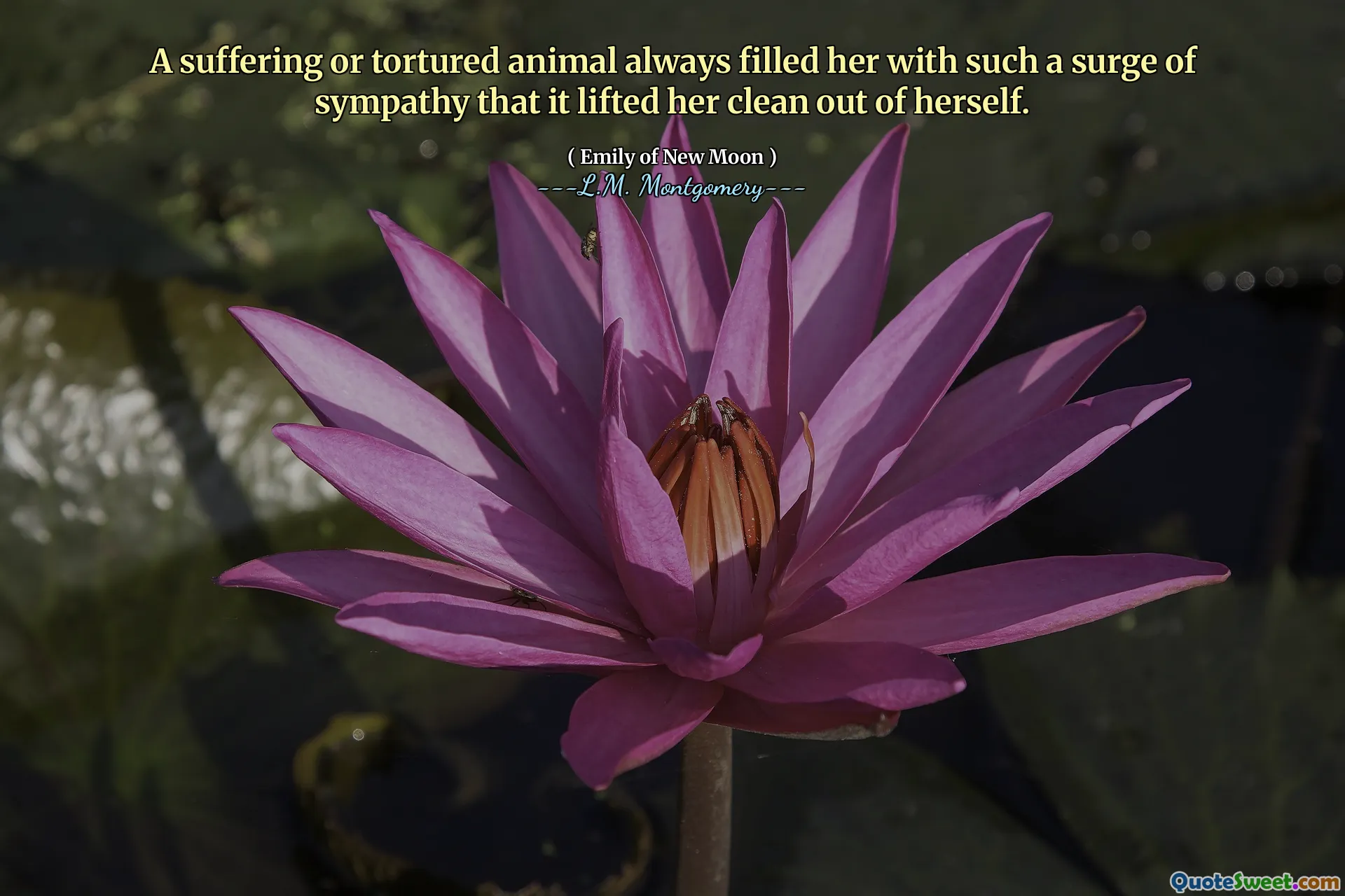 A suffering or tortured animal always filled her with such a surge of sympathy that it lifted her clean out of herself.