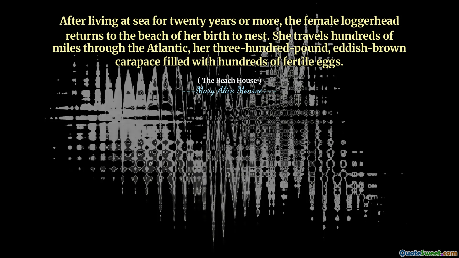 20 년 이상 바다에서 살면 여성 로거 헤드는 태어난 해변으로 돌아와 둥지를 틀었습니다. 그녀는 수백 마일의 비옥 한 알로 가득 찬 3 백 파운드, 에디 같은 갈색 갑각, 대서양을 통해 수백 마일을 여행합니다.