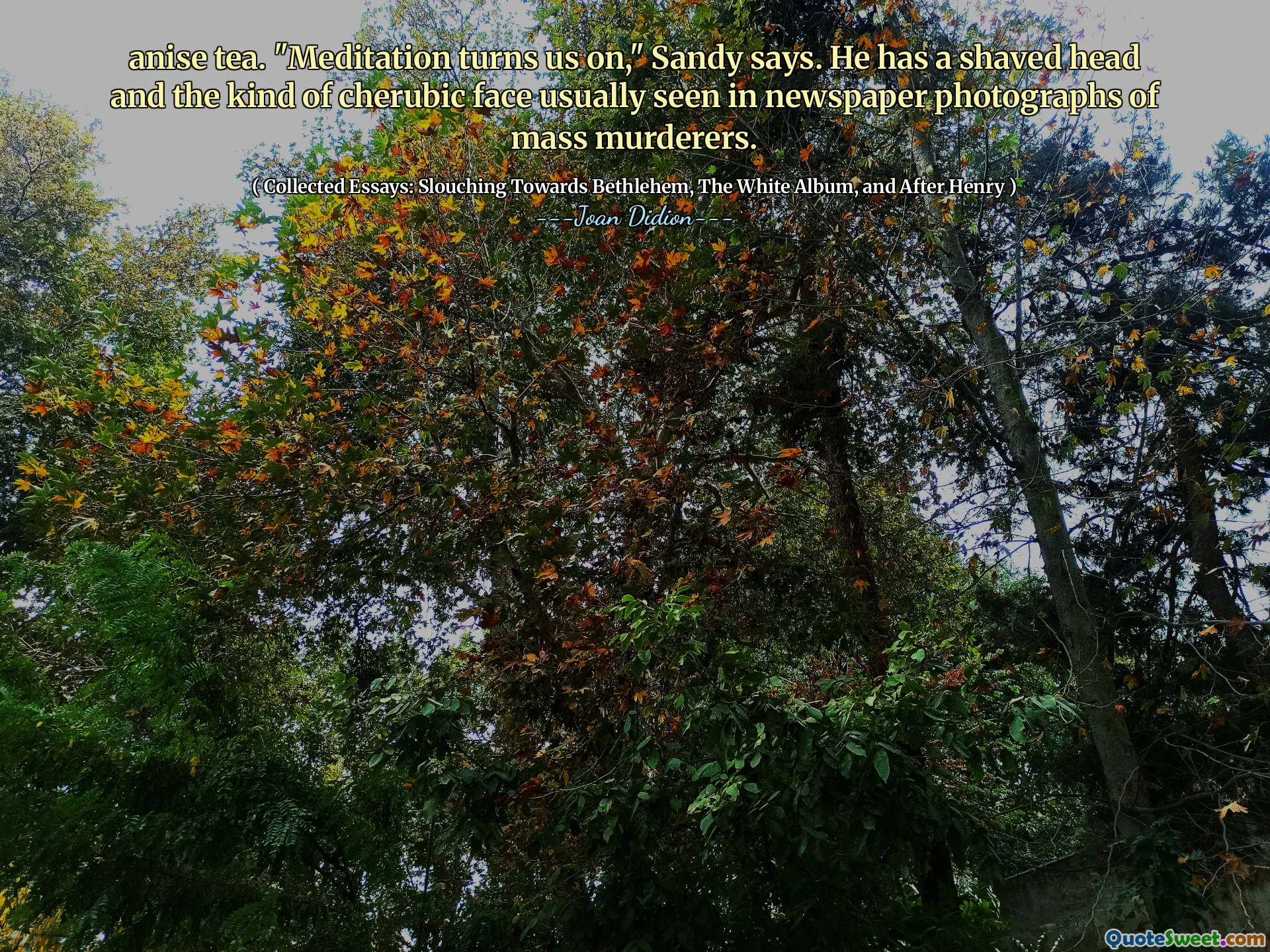 anise tea. "Meditation turns us on," Sandy says. He has a shaved head and the kind of cherubic face usually seen in newspaper photographs of mass murderers.