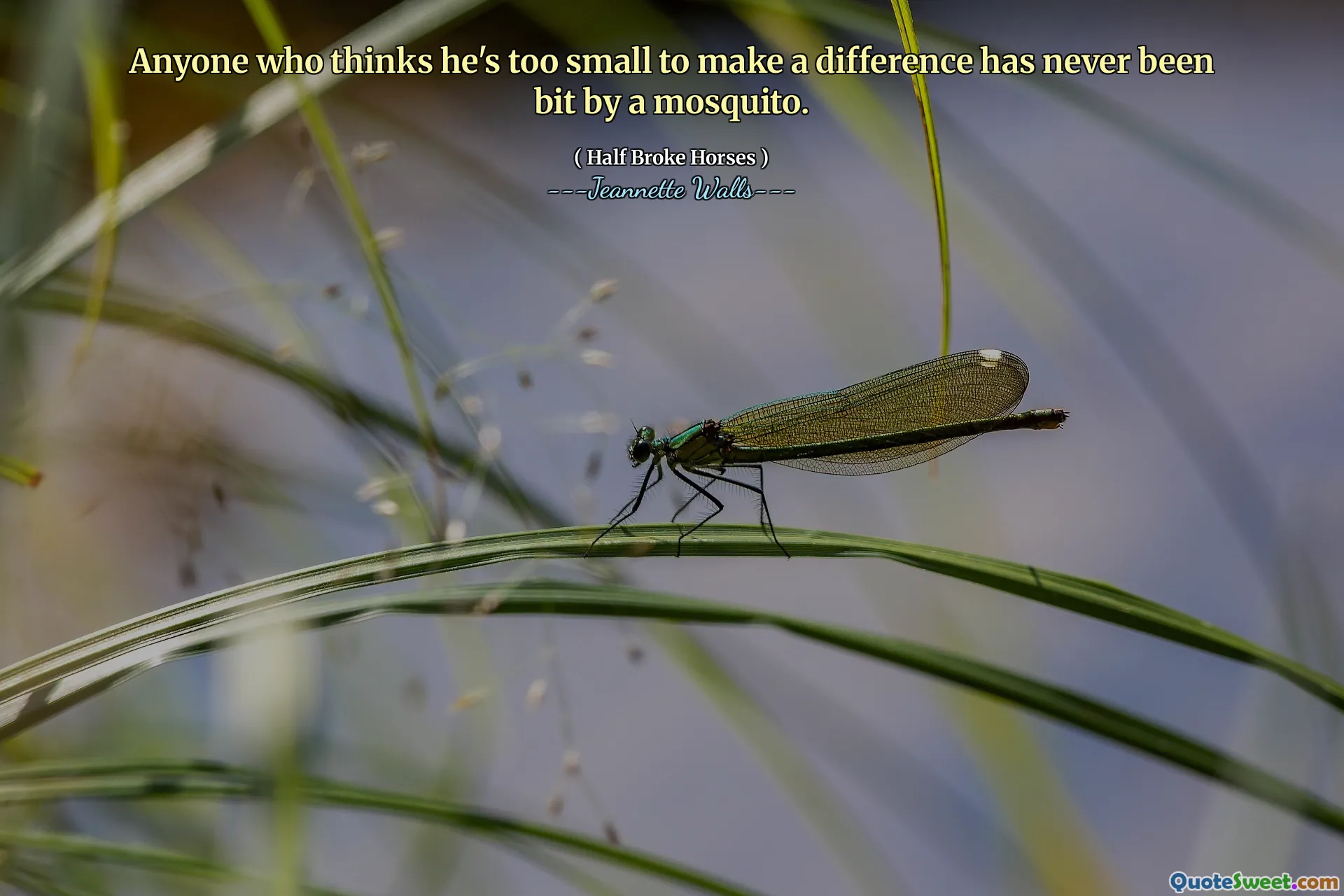 Alle som tror han er for liten til å gjøre en forskjell, har aldri vært litt av en mygg.