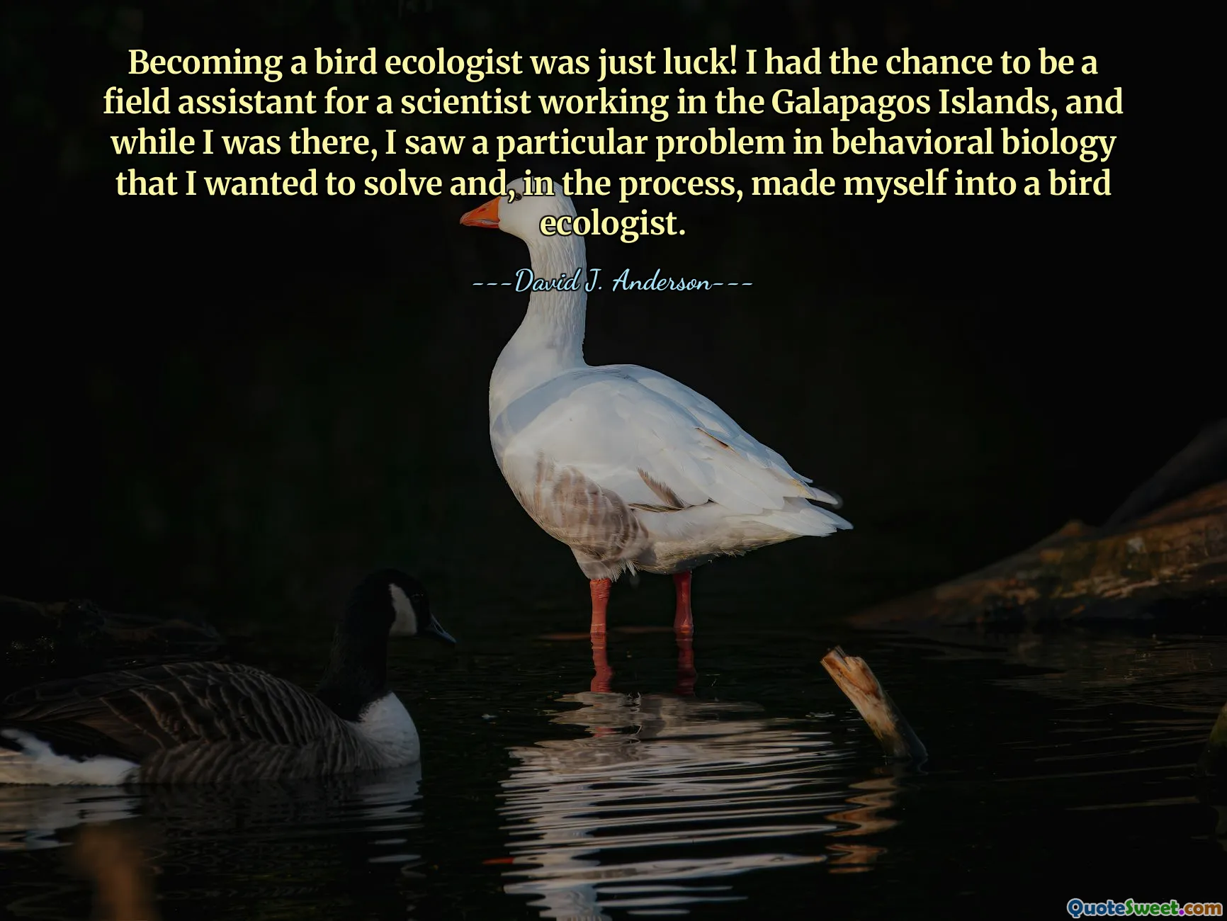 Becoming a bird ecologist was just luck! I had the chance to be a field assistant for a scientist working in the Galapagos Islands, and while I was there, I saw a particular problem in behavioral biology that I wanted to solve and, in the process, made myself into a bird ecologist.