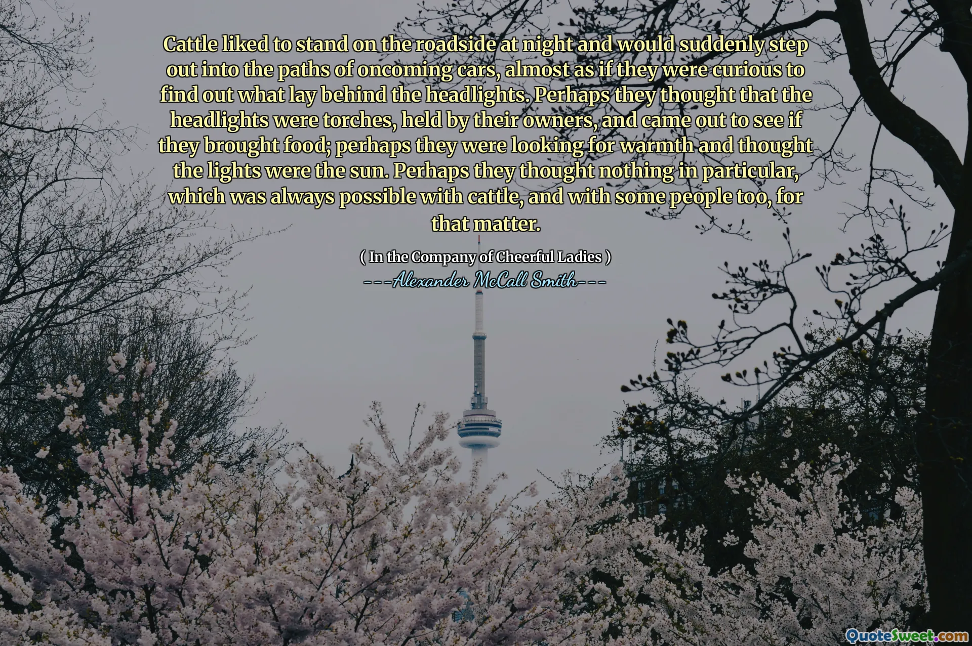 牛喜欢在晚上站在路边，突然会走进迎面驶来的汽车的道路，好像他们很好奇地发现大灯背后的东西。也许他们认为大灯是火把，由主人持有，然后出来看看他们是否带来了食物。也许他们正在寻找温暖，并认为灯光是阳光。也许他们什么都没想，这与牛总是可能，也是如此。