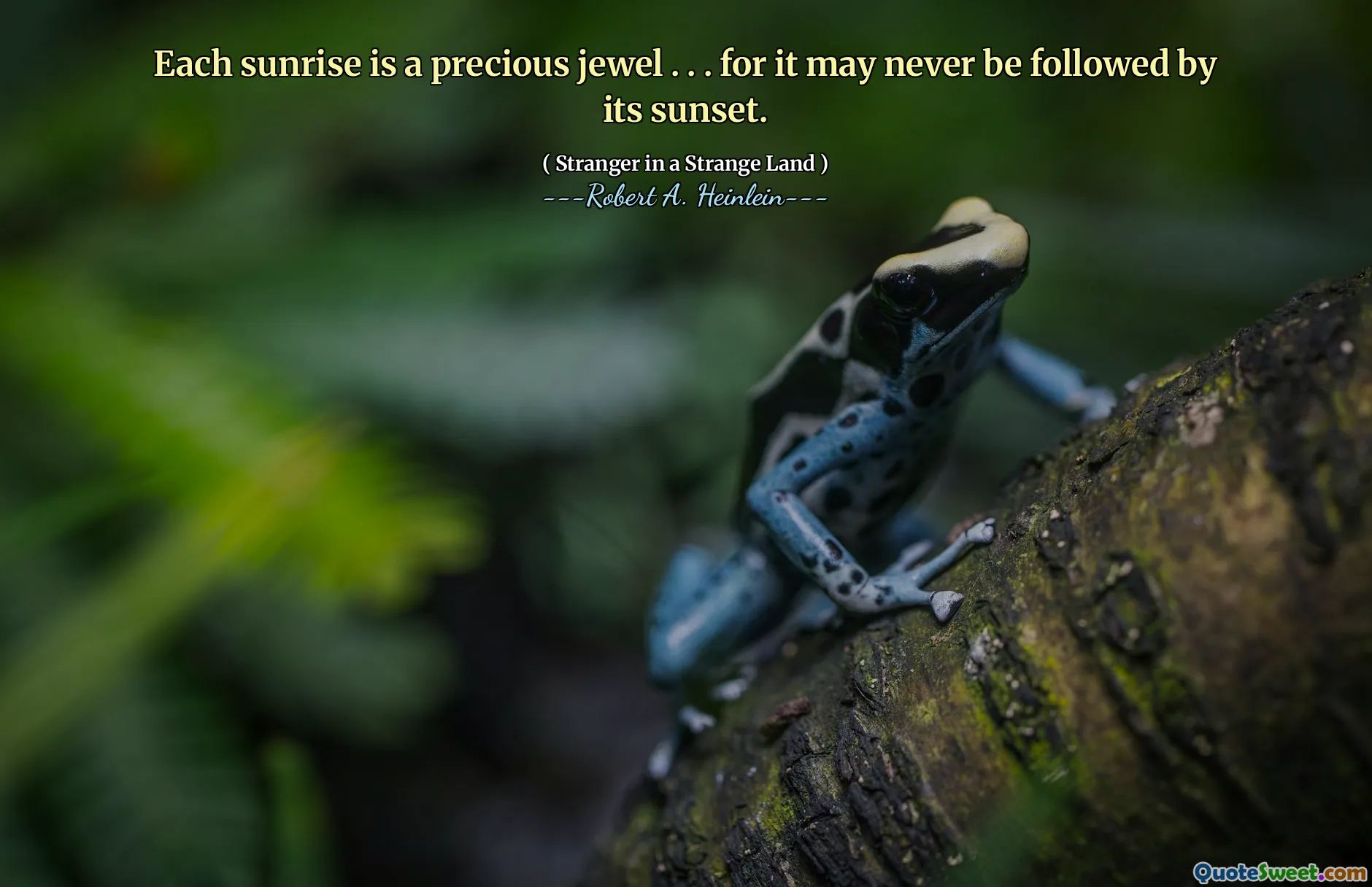 Each sunrise is a precious jewel . . . for it may never be followed by its sunset.