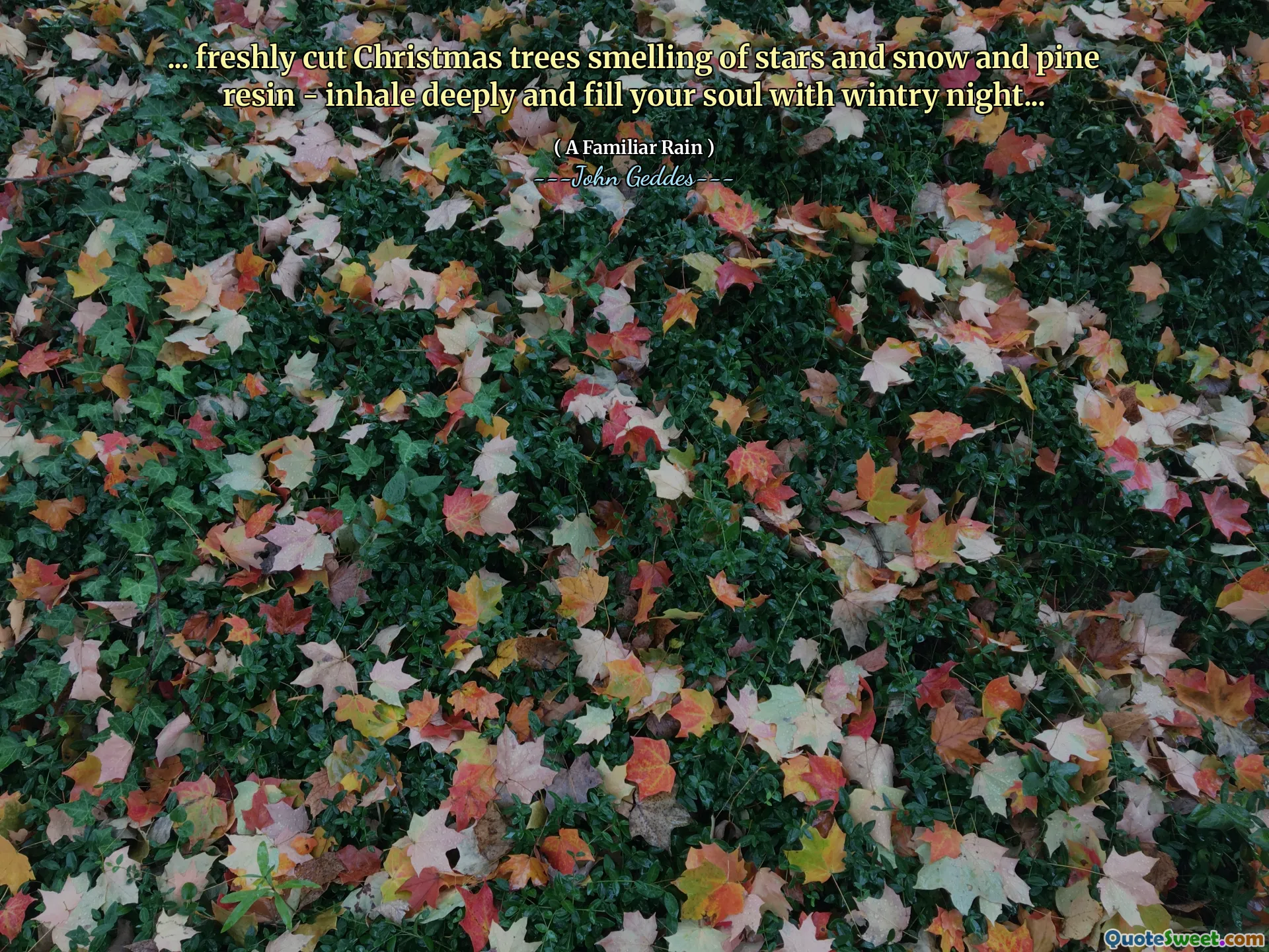 ... freshly cut Christmas trees smelling of stars and snow and pine resin - inhale deeply and fill your soul with wintry night...