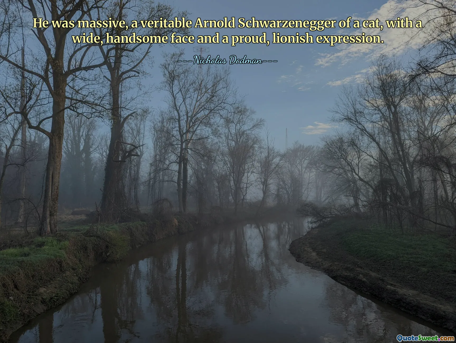 He was massive, a veritable Arnold Schwarzenegger of a cat, with a wide, handsome face and a proud, lionish expression.