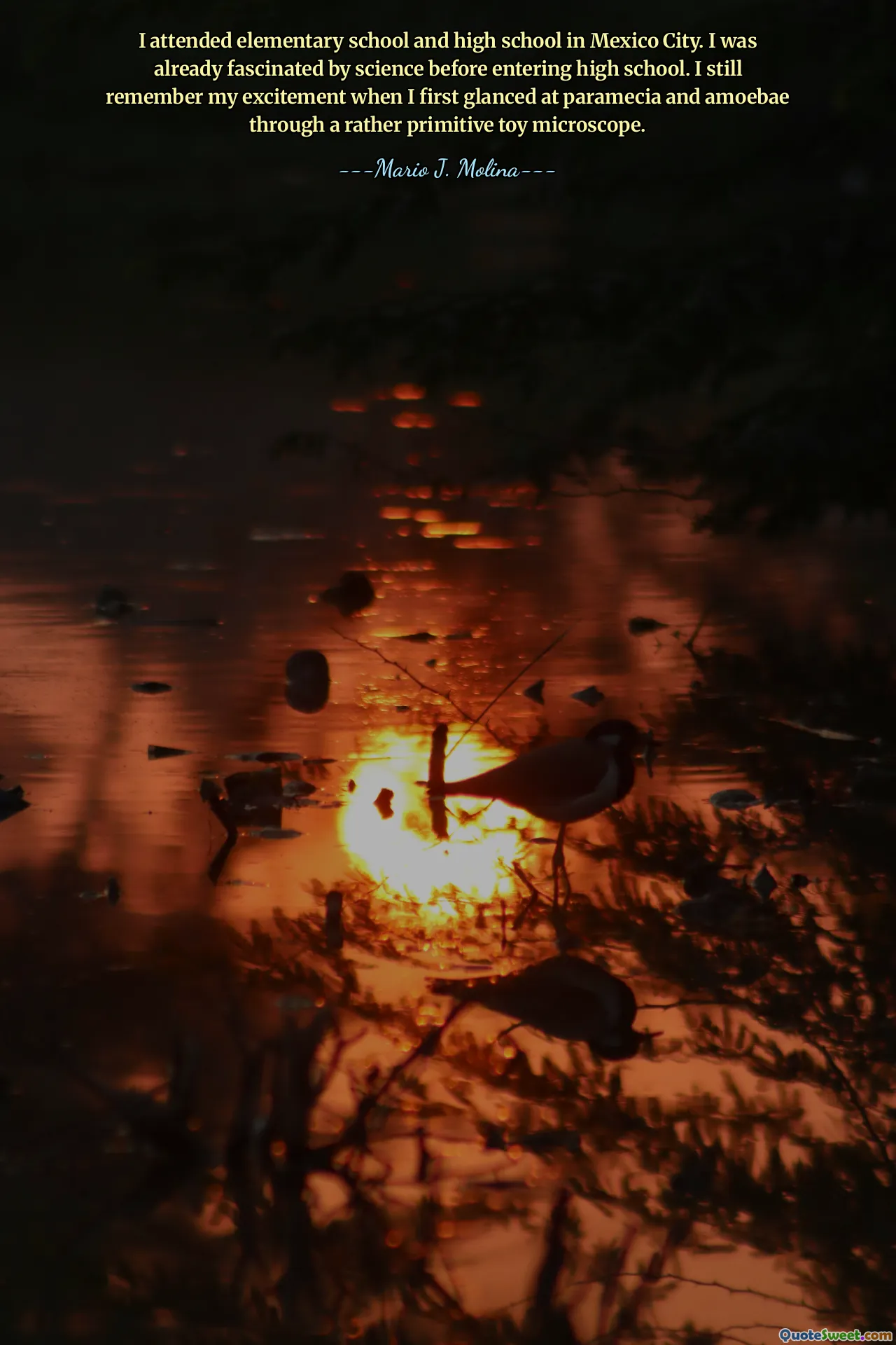 I attended elementary school and high school in Mexico City. I was already fascinated by science before entering high school. I still remember my excitement when I first glanced at paramecia and amoebae through a rather primitive toy microscope.