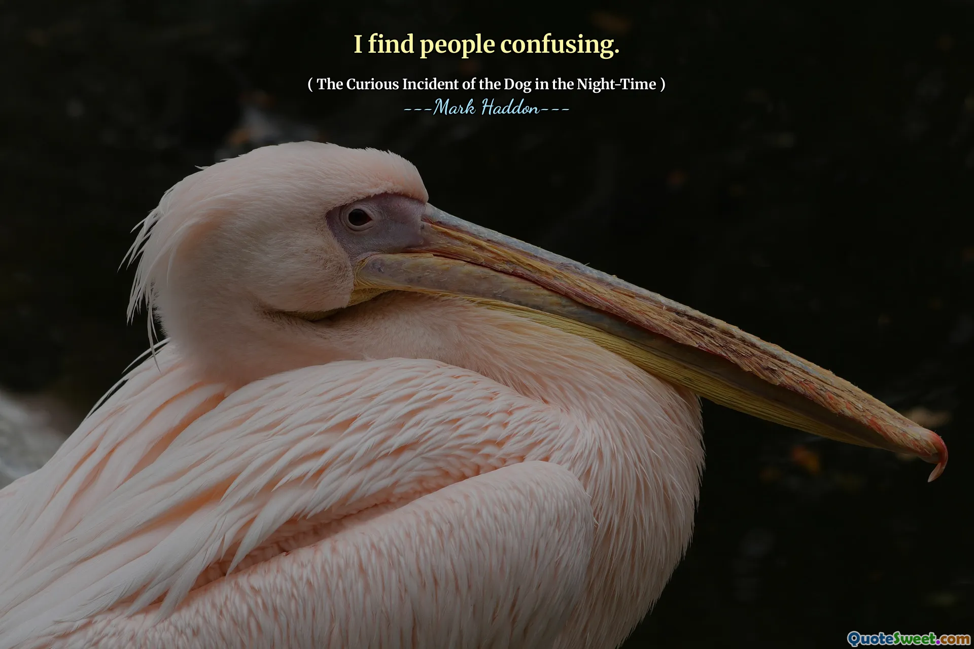 I find people confusing.