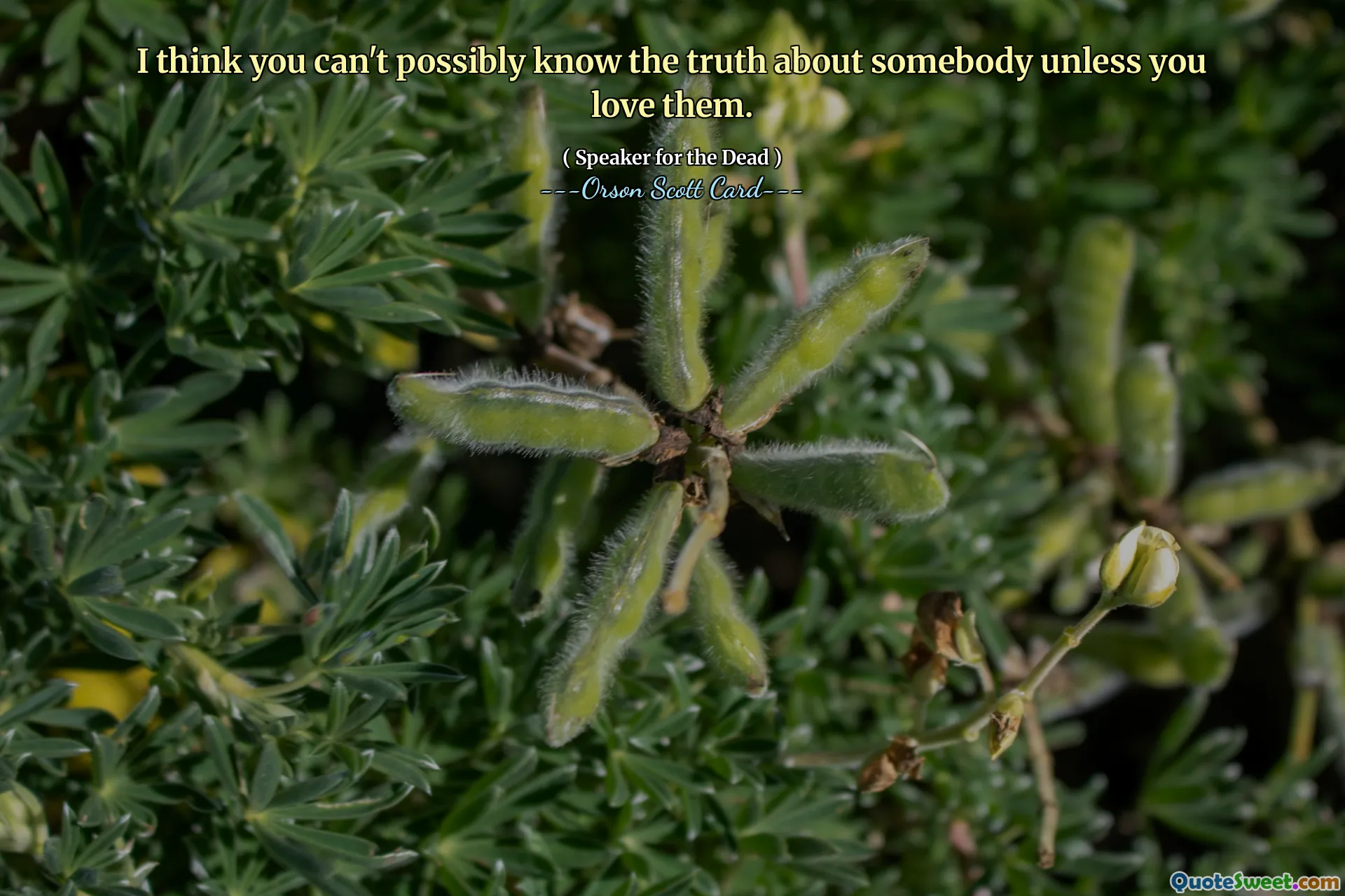 나는 누군가를 사랑하지 않으면 누군가에 대한 진실을 알 수 없다고 생각합니다.