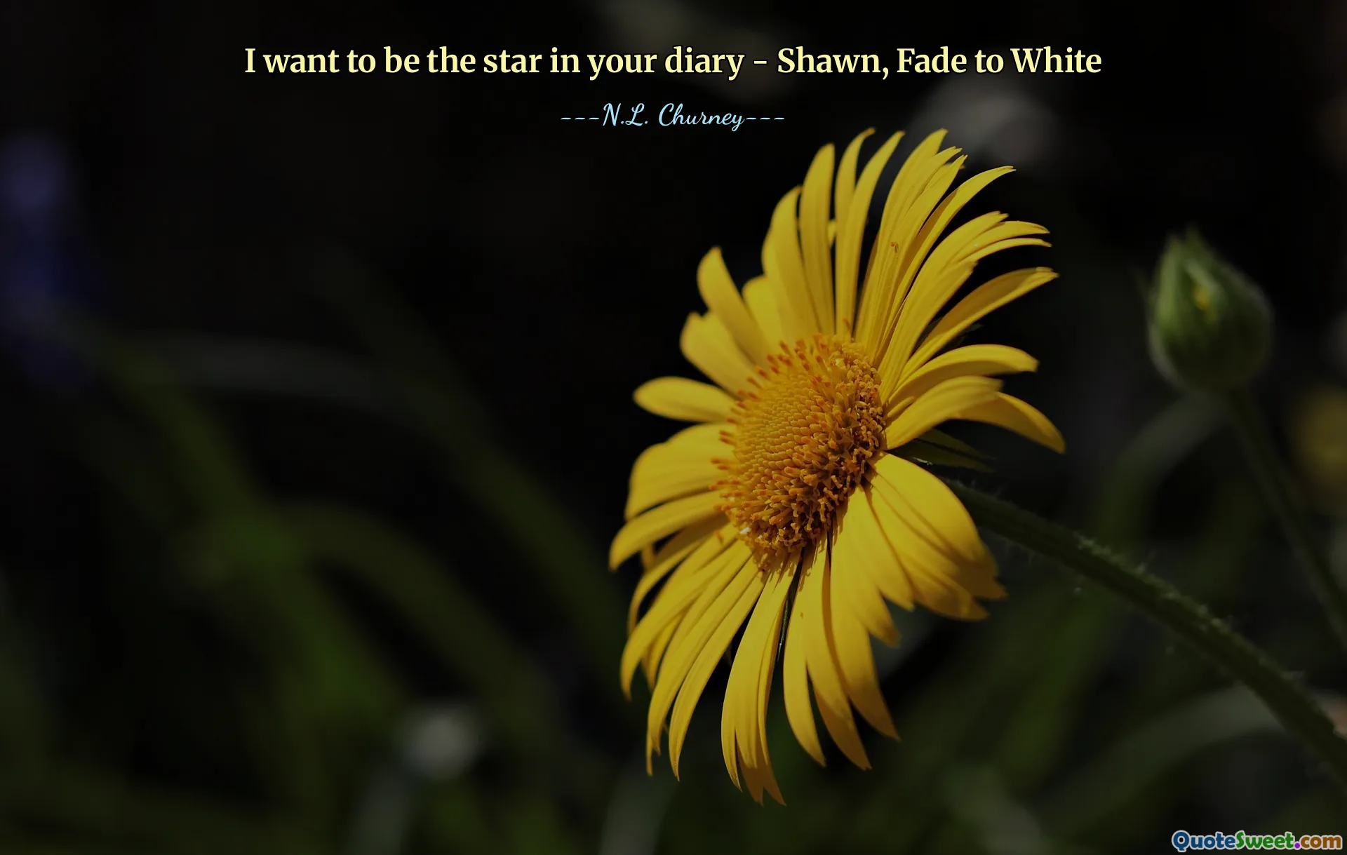 I want to be the star in your diary - Shawn, Fade to White