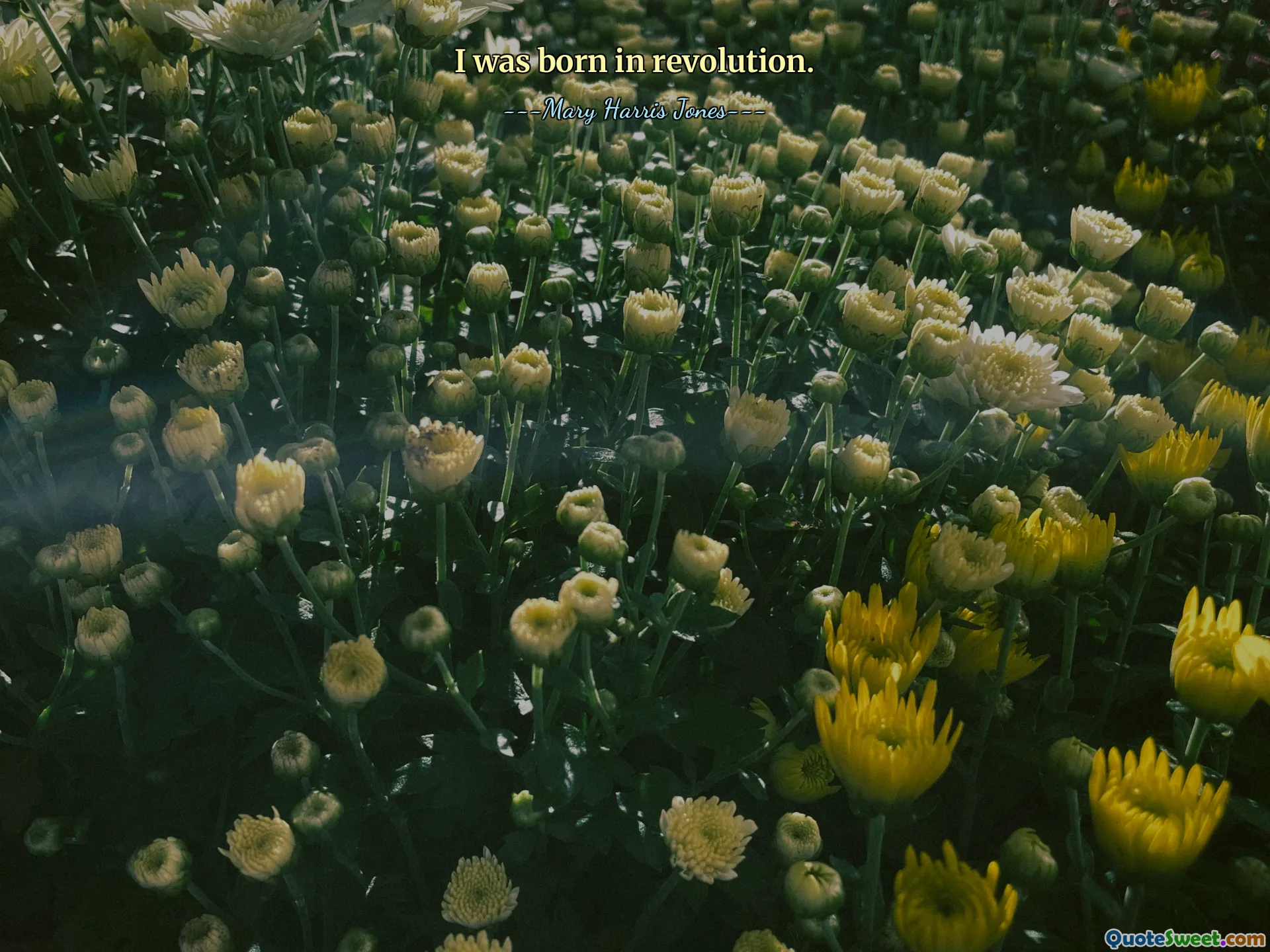 I was born in revolution.