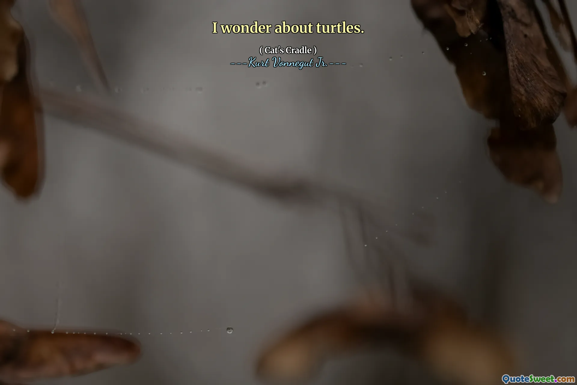 Ik vraag me af over schildpadden.