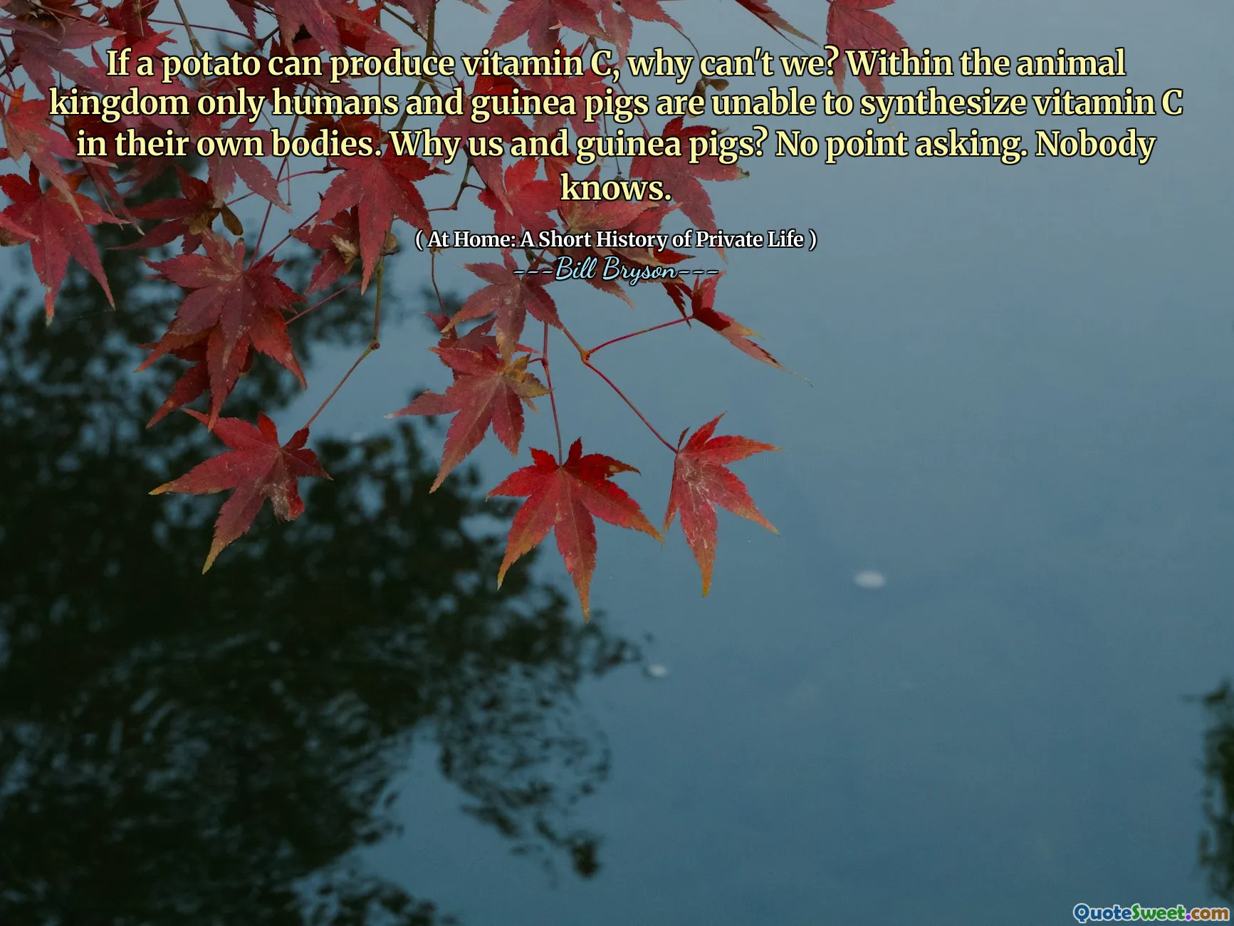 If a potato can produce vitamin C, why can't we? Within the animal kingdom only humans and guinea pigs are unable to synthesize vitamin C in their own bodies. Why us and guinea pigs? No point asking. Nobody knows.