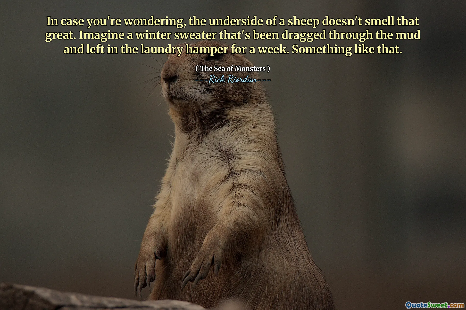 In case you're wondering, the underside of a sheep doesn't smell that great. Imagine a winter sweater that's been dragged through the mud and left in the laundry hamper for a week. Something like that.