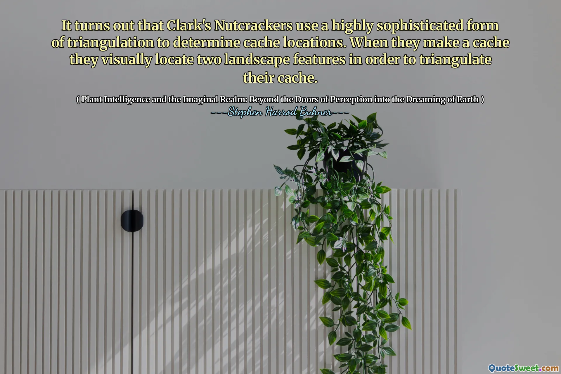 It turns out that Clark's Nutcrackers use a highly sophisticated form of triangulation to determine cache locations. When they make a cache they visually locate two landscape features in order to triangulate their cache.