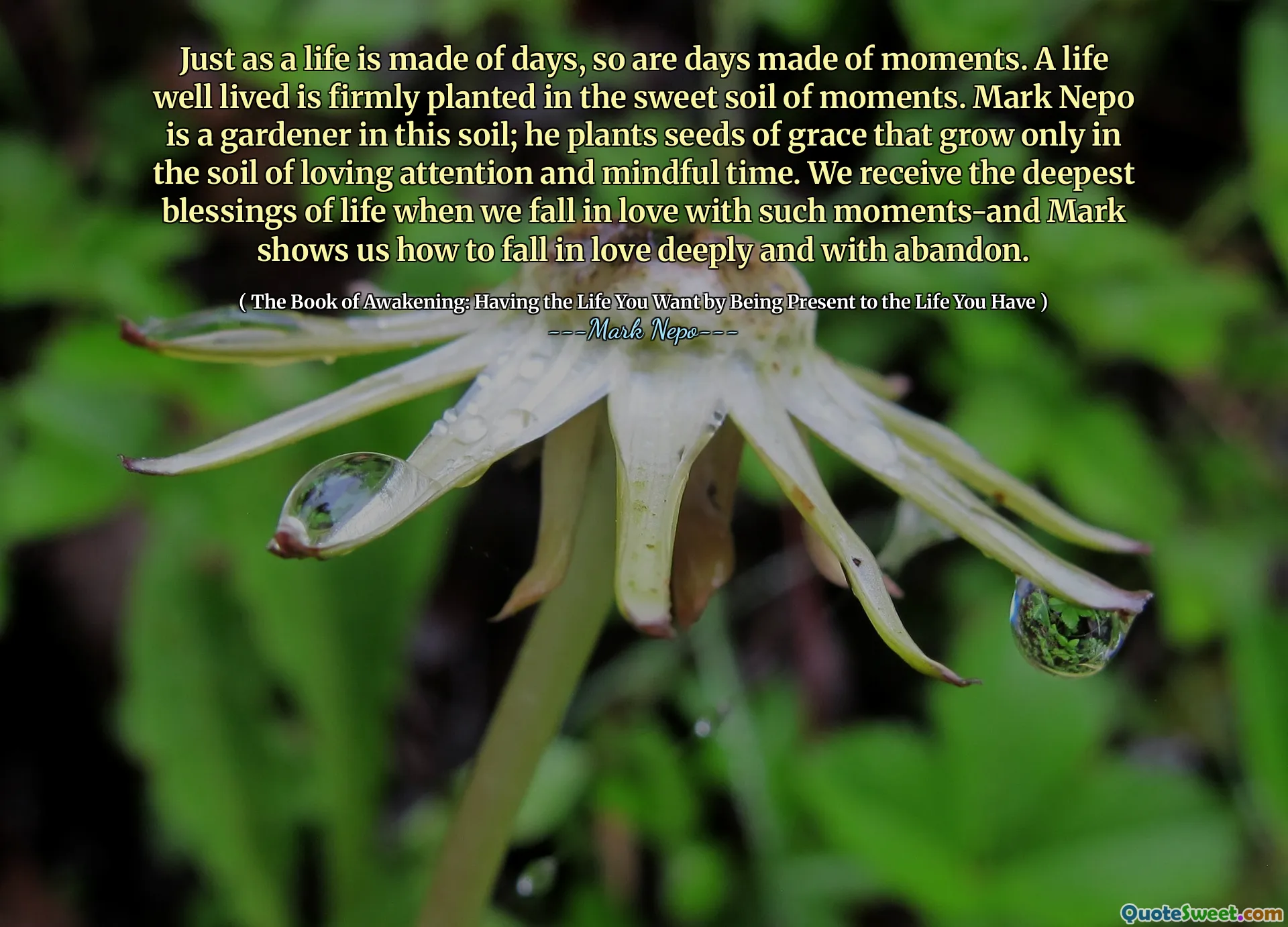 인생이 며칠로 만들어지는 것처럼, 순간도 마찬가지입니다. 잘 살았던 삶은 순간의 달콤한 토양에 단단히 심어집니다. Mark Nepo는이 토양의 정원사입니다. 그는 사랑스러운 관심과 마음의 시간의 토양에서만 자라는 은혜의 씨앗을 심습니다. 우리는 그러한 순간에 사랑에 빠질 때 인생의 가장 깊은 축복을 받고 마크는 우리에게 깊고 버려서 사랑에 빠지는 방법을 보여줍니다.