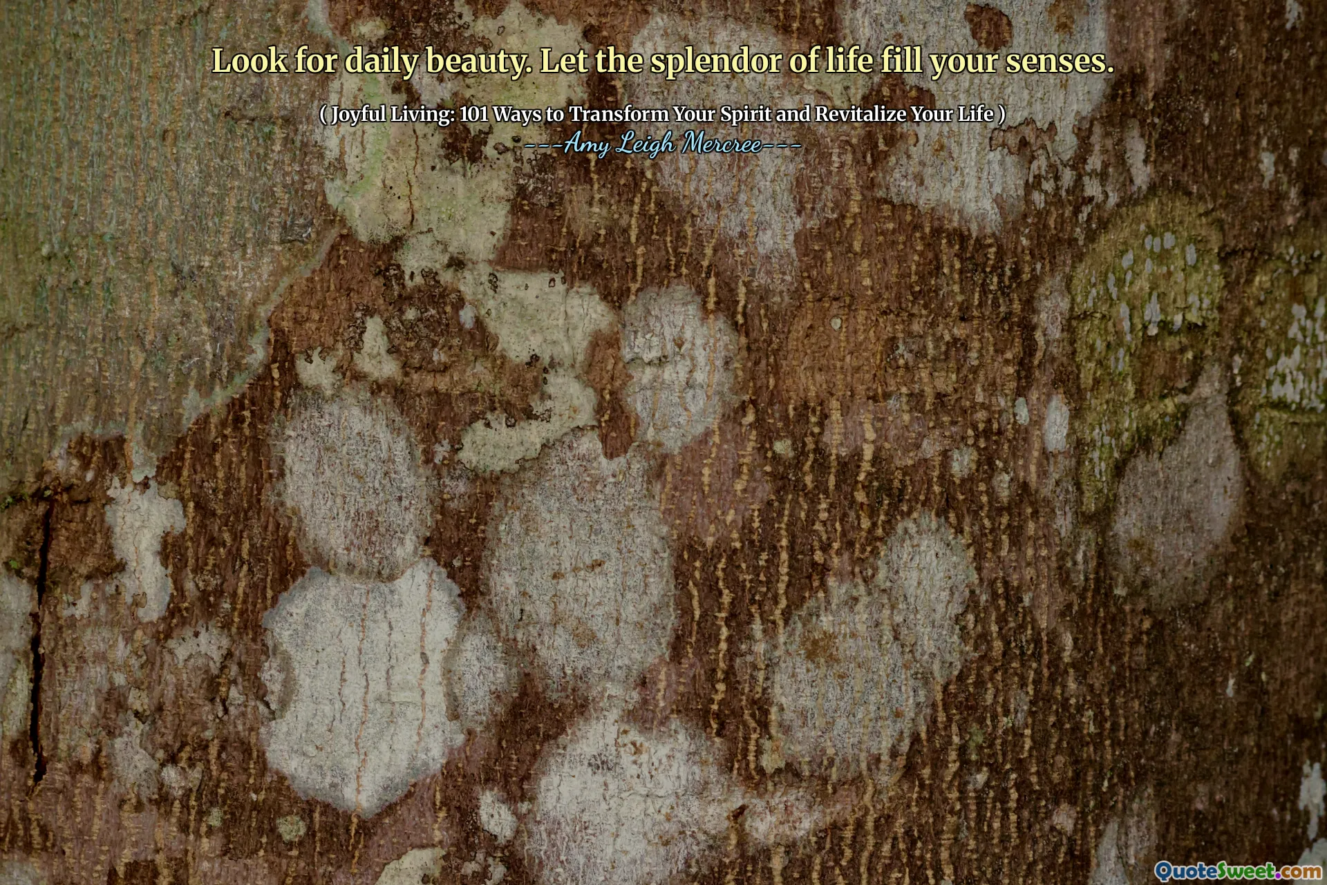 Look for daily beauty. Let the splendor of life fill your senses.