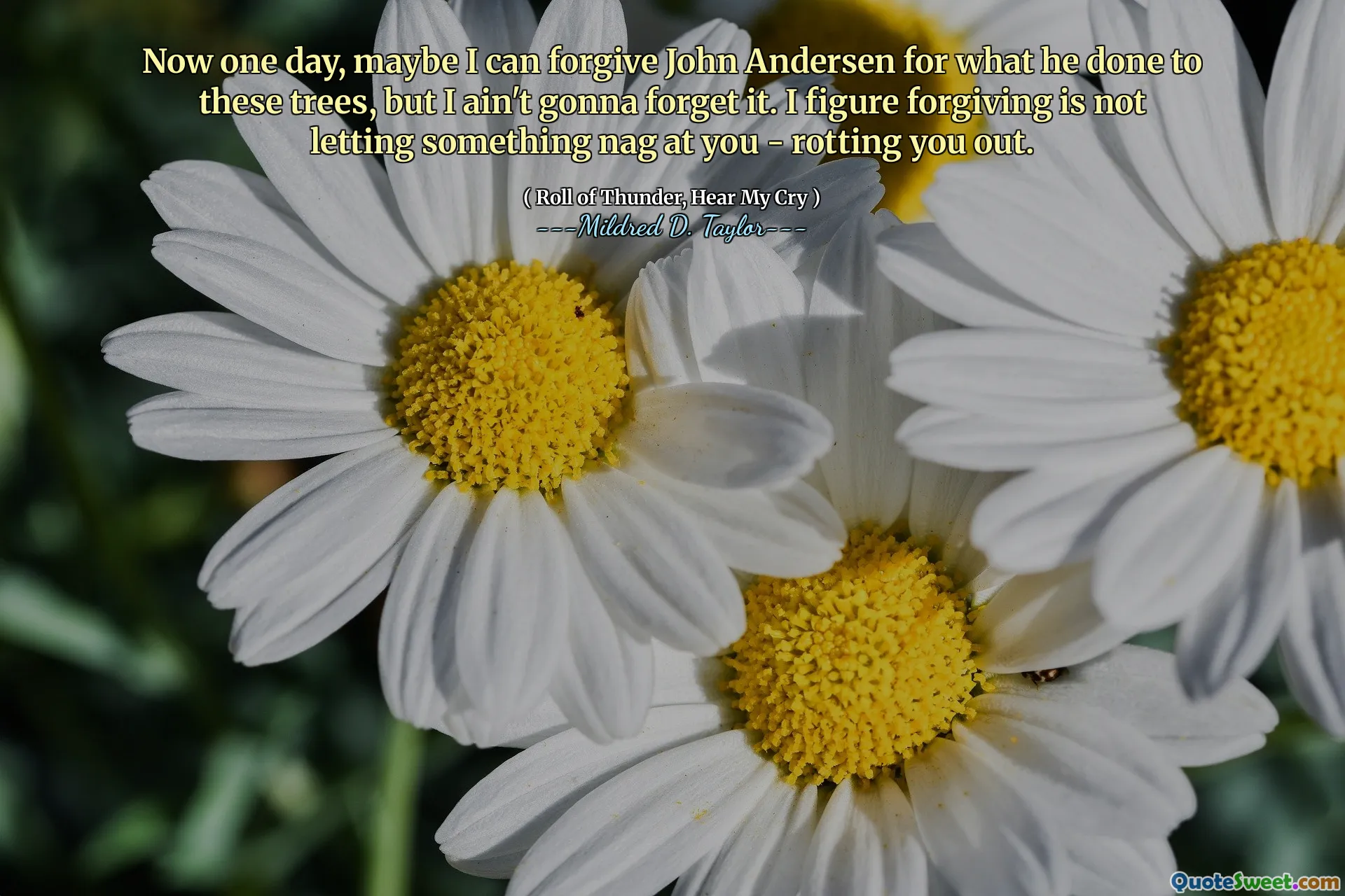 Now one day, maybe I can forgive John Andersen for what he done to these trees, but I ain't gonna forget it. I figure forgiving is not letting something nag at you - rotting you out.