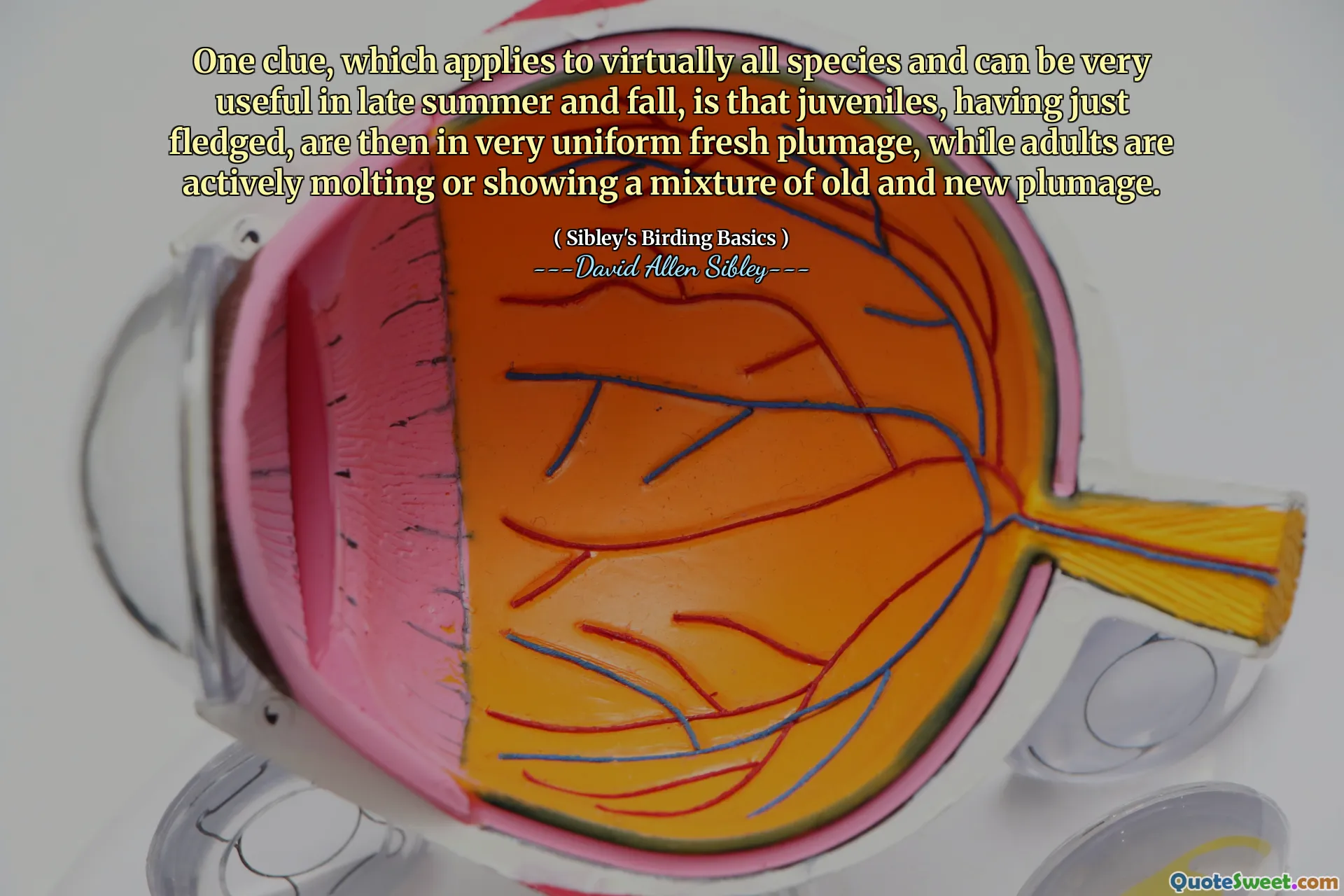 One clue, which applies to virtually all species and can be very useful in late summer and fall, is that juveniles, having just fledged, are then in very uniform fresh plumage, while adults are actively molting or showing a mixture of old and new plumage.