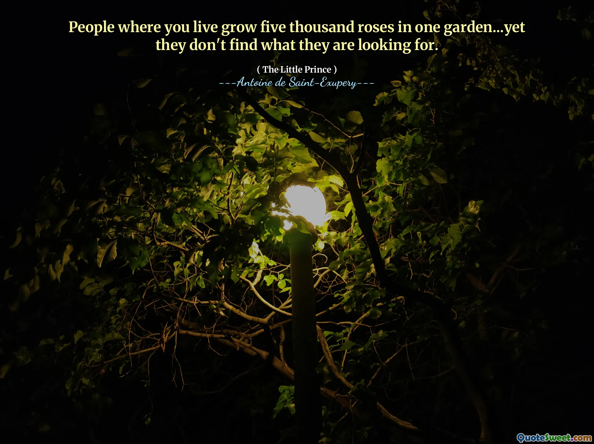 People where you live grow five thousand roses in one garden...yet they don't find what they are looking for.