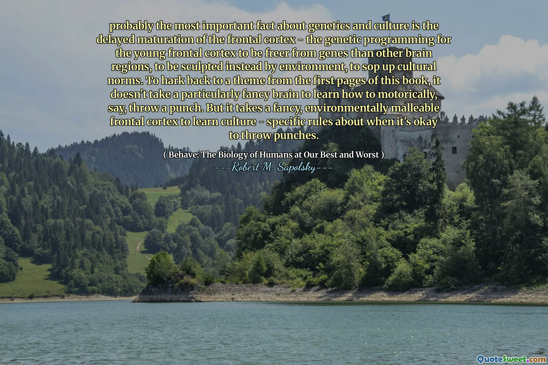 probably the most important fact about genetics and culture is the delayed maturation of the frontal cortex - the genetic programming for the young frontal cortex to be freer from genes than other brain regions, to be sculpted instead by environment, to sop up cultural norms. To hark back to a theme from the first pages of this book, it doesn't take a particularly fancy brain to learn how to motorically, say, throw a punch. But it takes a fancy, environmentally malleable frontal cortex to learn culture - specific rules about when it's okay to throw punches.