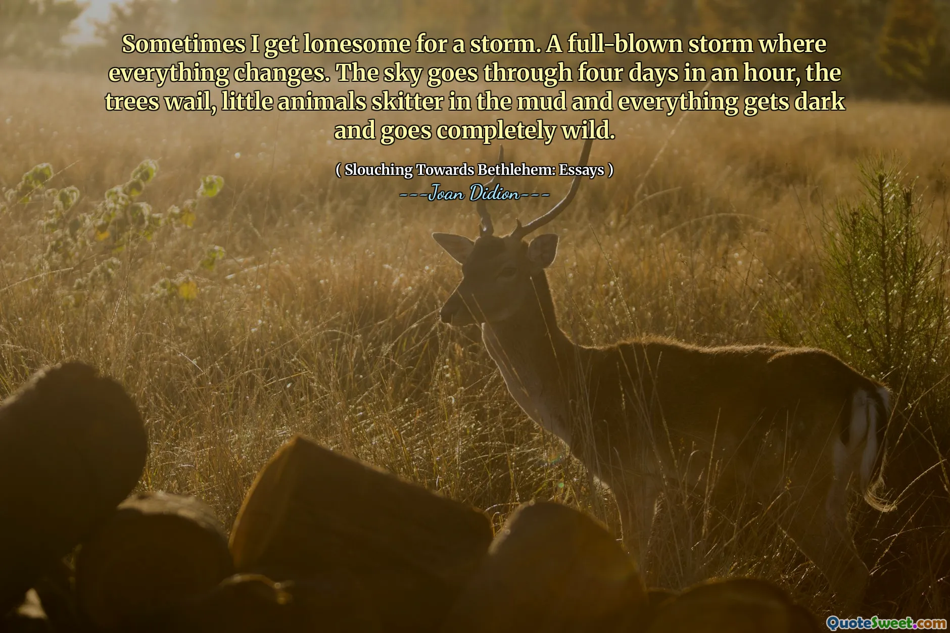 Parfois, je deviens seul pour une tempête. Une tempête à part entière où tout change. Le ciel passe par quatre jours dans une heure, les arbres gémissent, les petits animaux skitter dans la boue et tout devient sombre et devient complètement sauvage.