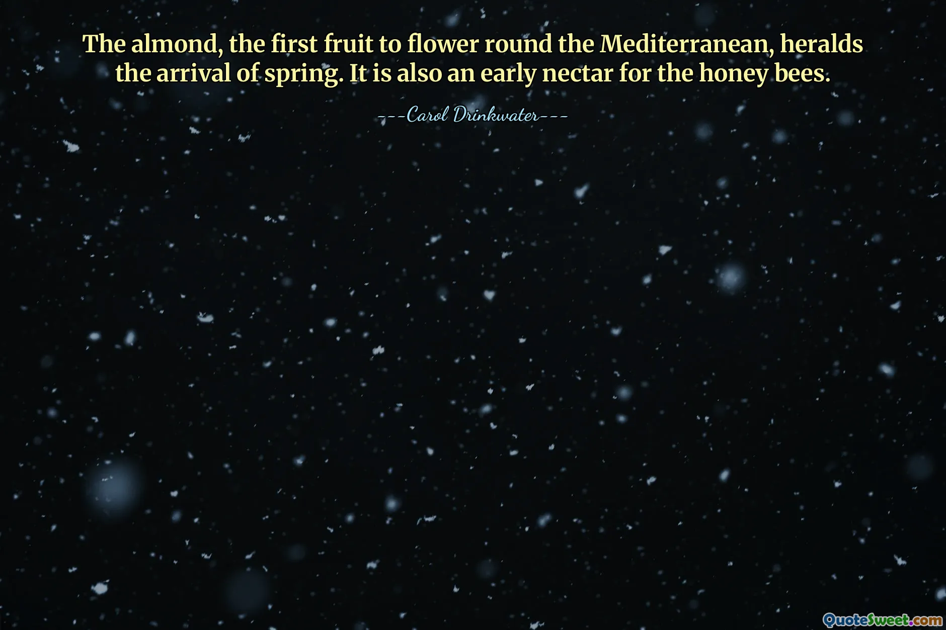 The almond, the first fruit to flower round the Mediterranean, heralds the arrival of spring. It is also an early nectar for the honey bees.