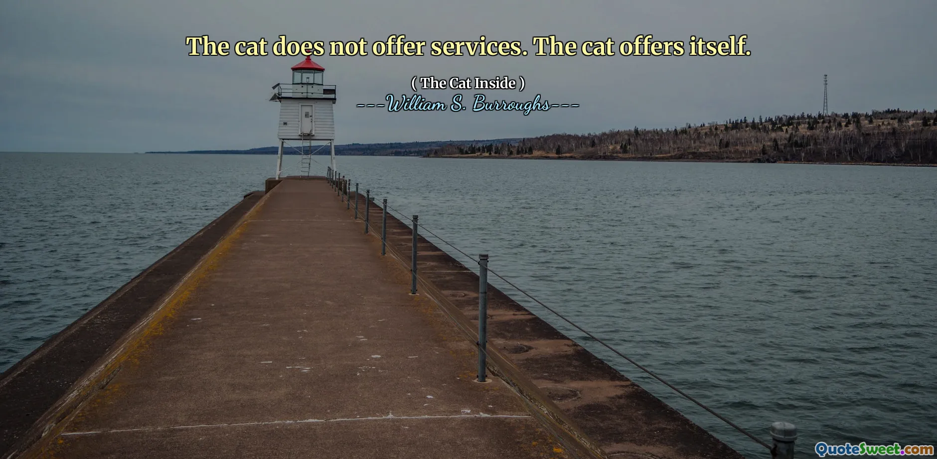 القطة لا تقدم الخدمات. القطة تقدم نفسها.