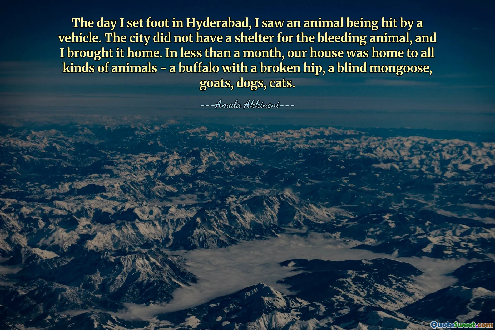 The day I set foot in Hyderabad, I saw an animal being hit by a vehicle. The city did not have a shelter for the bleeding animal, and I brought it home. In less than a month, our house was home to all kinds of animals - a buffalo with a broken hip, a blind mongoose, goats, dogs, cats.