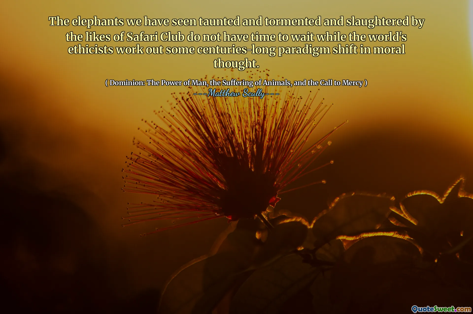 Elefanții pe care i-am văzut neplăcut și chinuit și măcelărit de aprecierile Safari Club nu au timp să aștepte, în timp ce eticistii lumii lucrează la o schimbare de paradigmă de secole în gândirea morală.