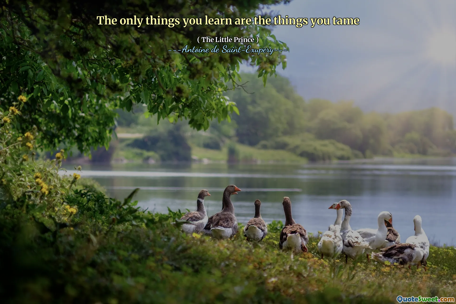 The only things you learn are the things you tame