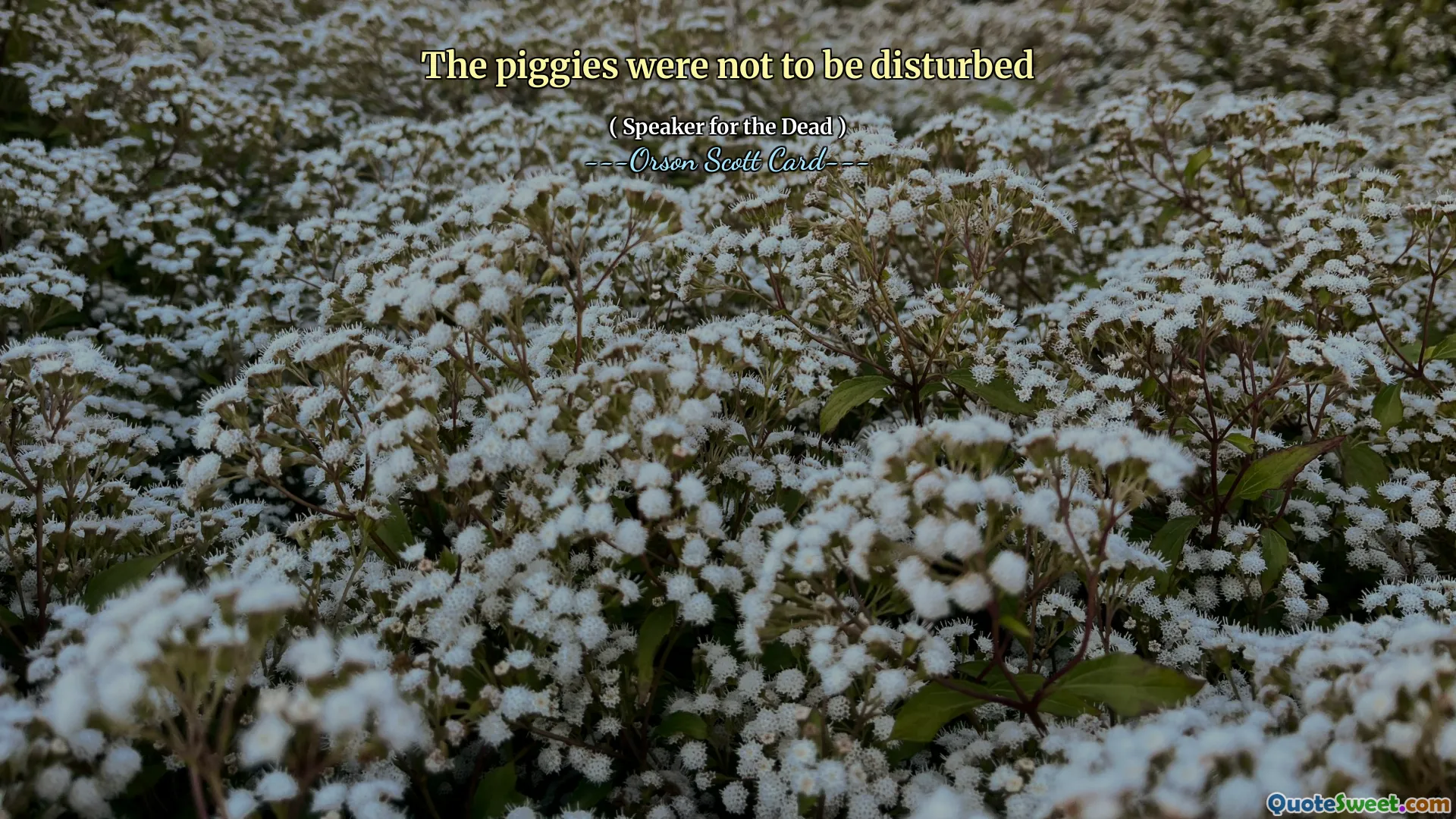 The piggies were not to be disturbed