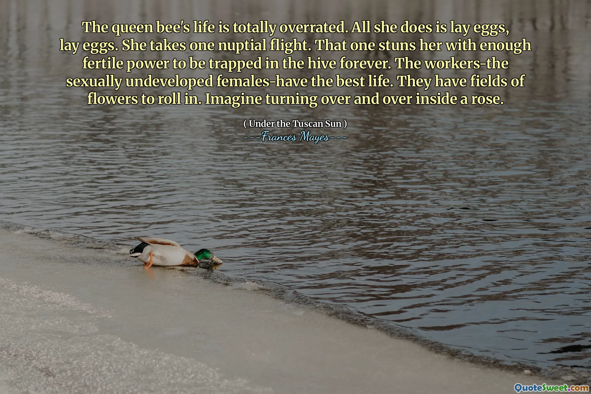 დედოფლის ფუტკრის ცხოვრება მთლიანად გადაჭარბებულია. ყველაფერი ის აკეთებს კვერცხს, კვერცხის დაყენებას. იგი იღებს ერთ ნაპრალურ ფრენას. ეს მას აჩერებს საკმარისად ნაყოფიერი ძალით, რომ სამუდამოდ მოხვდეს ბუჩქში. მუშები-სქესობრივი გზით განუვითარებელი ქალები საუკეთესო ცხოვრება აქვთ. მათ აქვთ ყვავილების მინდვრები, რომლითაც უნდა გააფართოვონ.