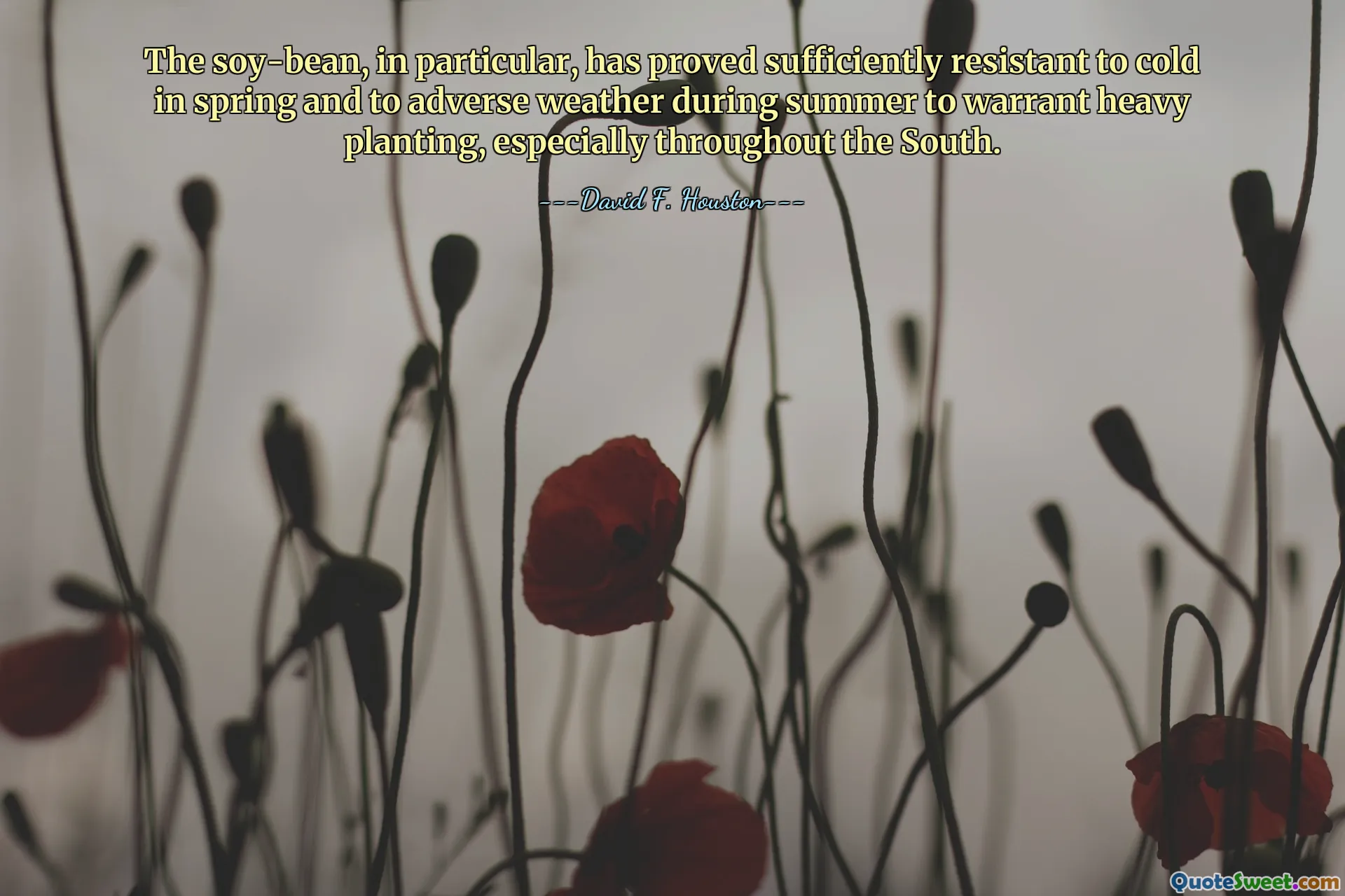 The soy-bean, in particular, has proved sufficiently resistant to cold in spring and to adverse weather during summer to warrant heavy planting, especially throughout the South.