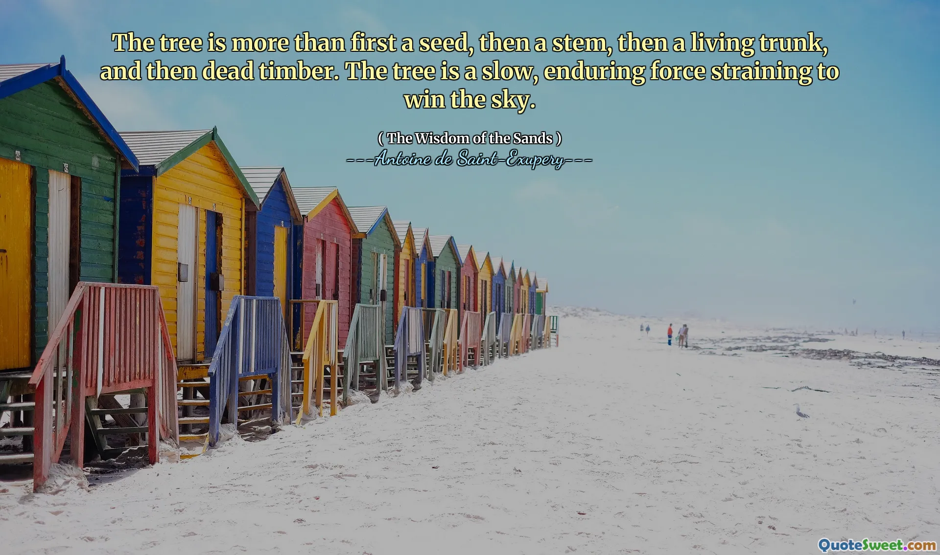 The tree is more than first a seed, then a stem, then a living trunk, and then dead timber. The tree is a slow, enduring force straining to win the sky.