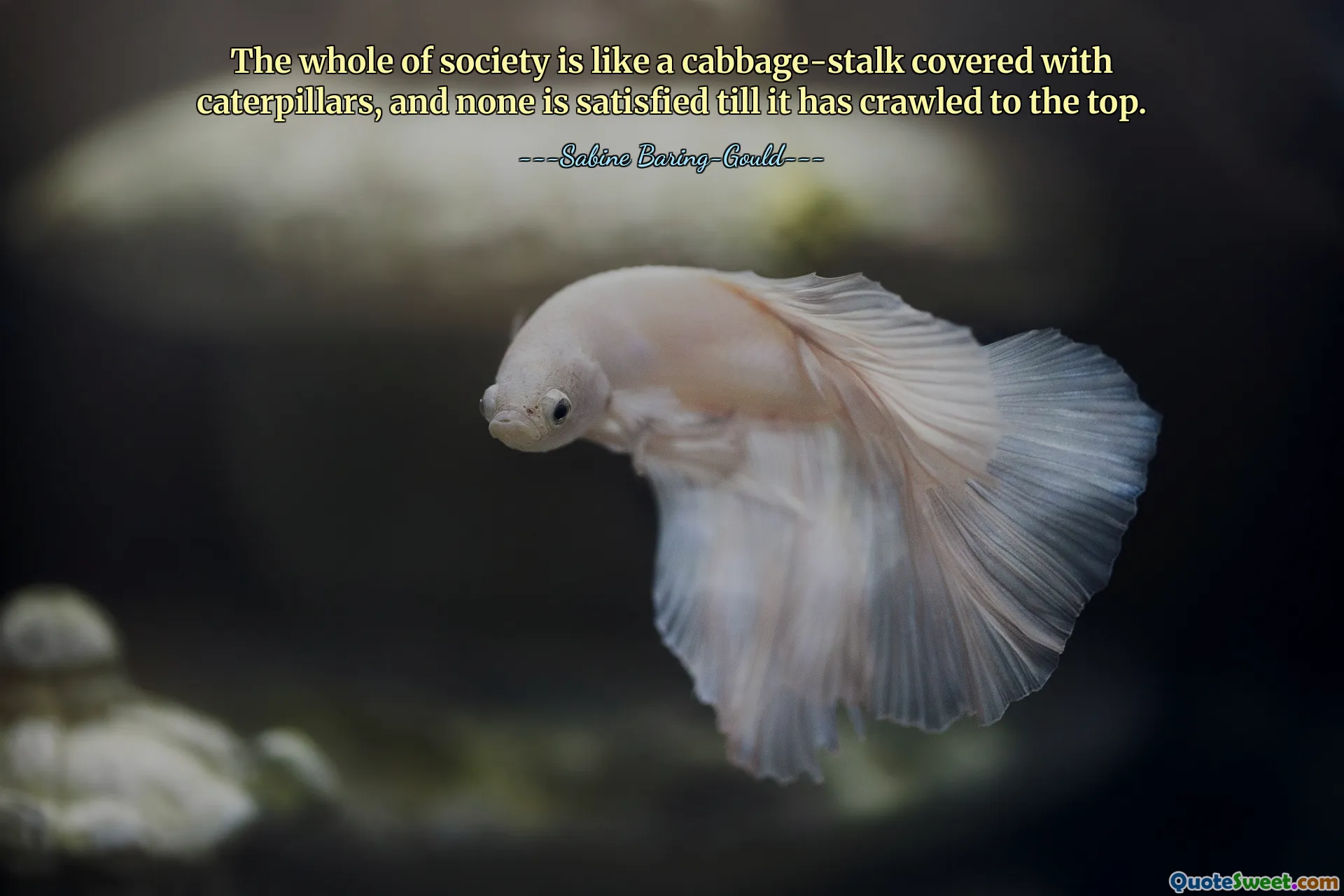 The whole of society is like a cabbage-stalk covered with caterpillars, and none is satisfied till it has crawled to the top.