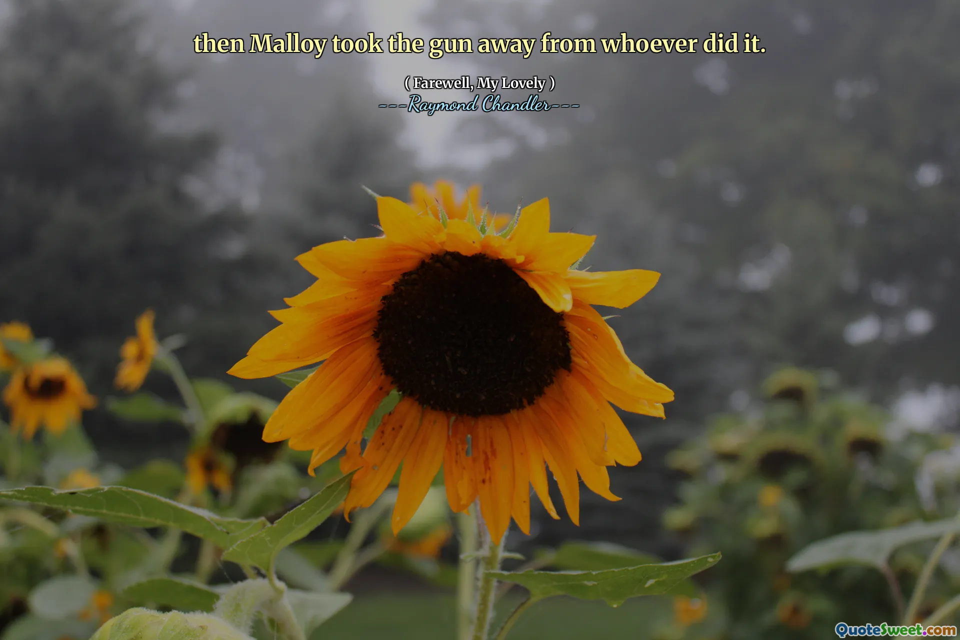 then Malloy took the gun away from whoever did it.