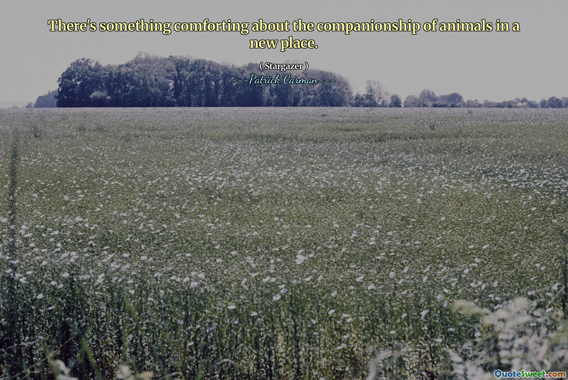 There's something comforting about the companionship of animals in a new place.