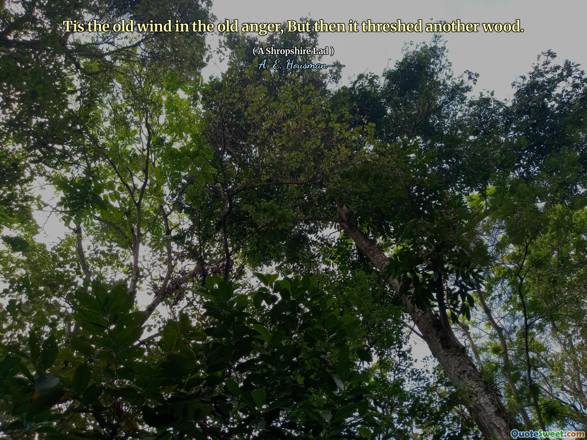 Tis the old wind in the old anger, But then it threshed another wood.