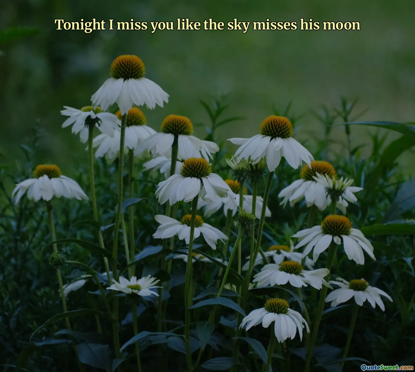 Tonight I miss you like the sky misses his moon
