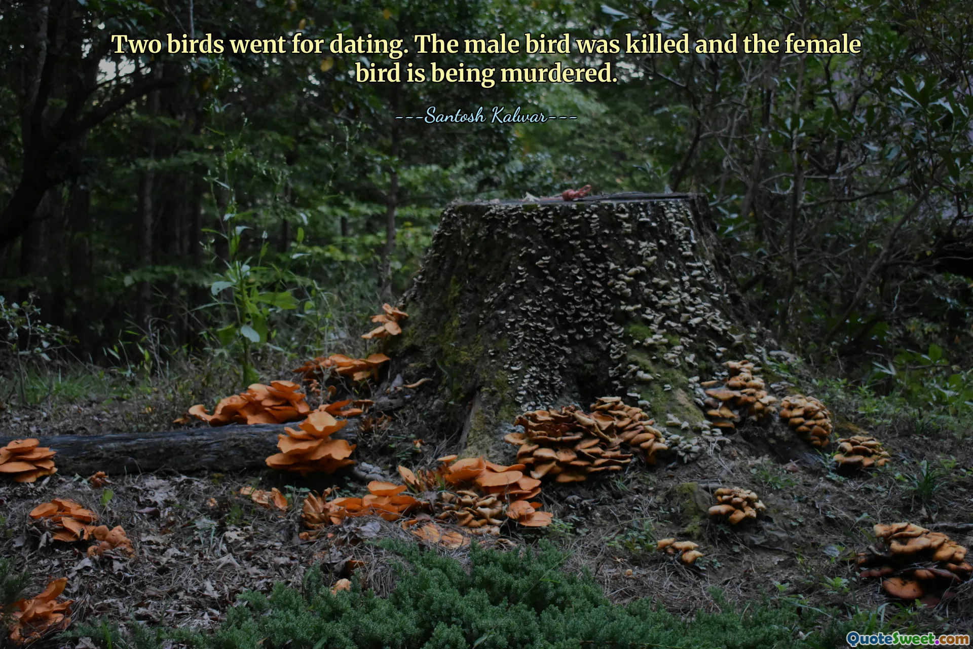 Two birds went for dating. The male bird was killed and the female bird is being murdered.