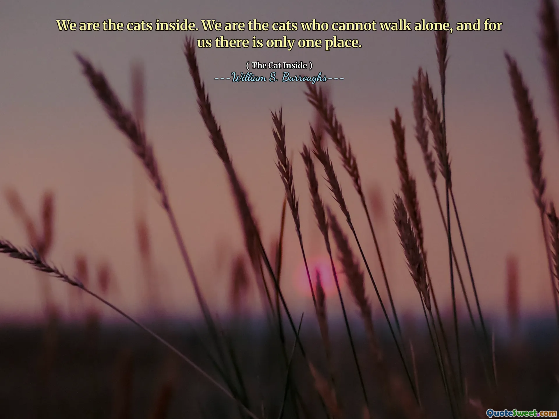 Nous sommes les chats à l'intérieur. Nous sommes les chats qui ne peuvent pas marcher seuls, et pour nous, il n'y a qu'un seul endroit.