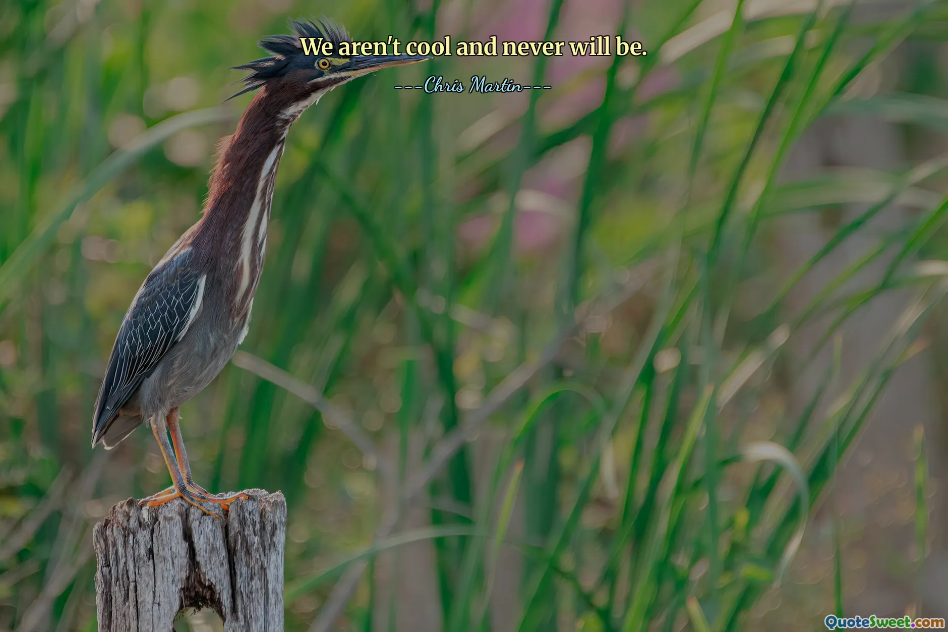 We aren't cool and never will be.