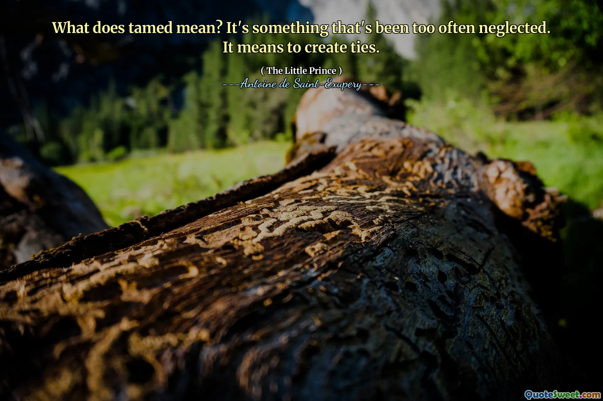 What does tamed mean? It's something that's been too often neglected. It means to create ties.