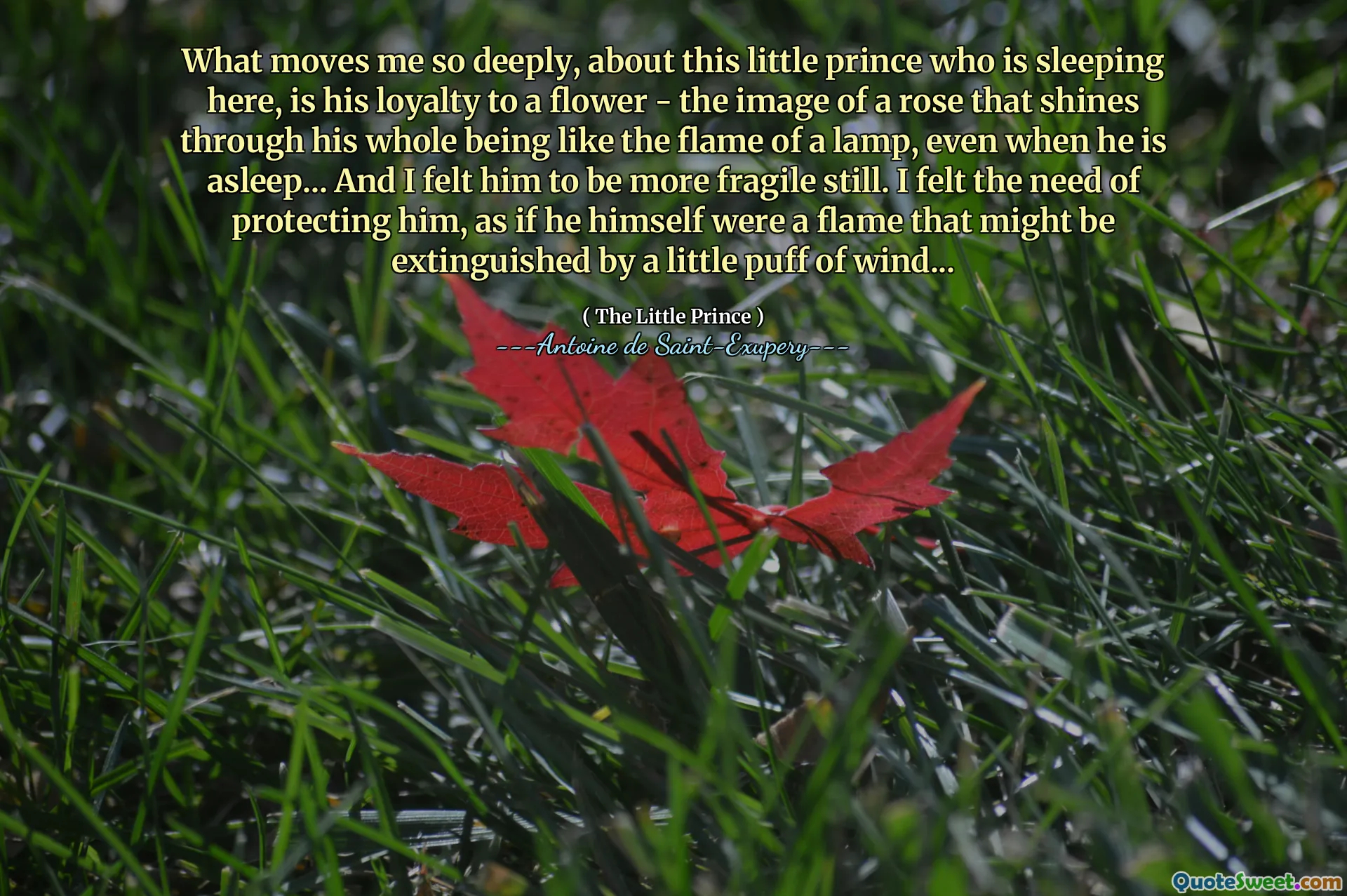 What moves me so deeply, about this little prince who is sleeping here, is his loyalty to a flower - the image of a rose that shines through his whole being like the flame of a lamp, even when he is asleep... And I felt him to be more fragile still. I felt the need of protecting him, as if he himself were a flame that might be extinguished by a little puff of wind...