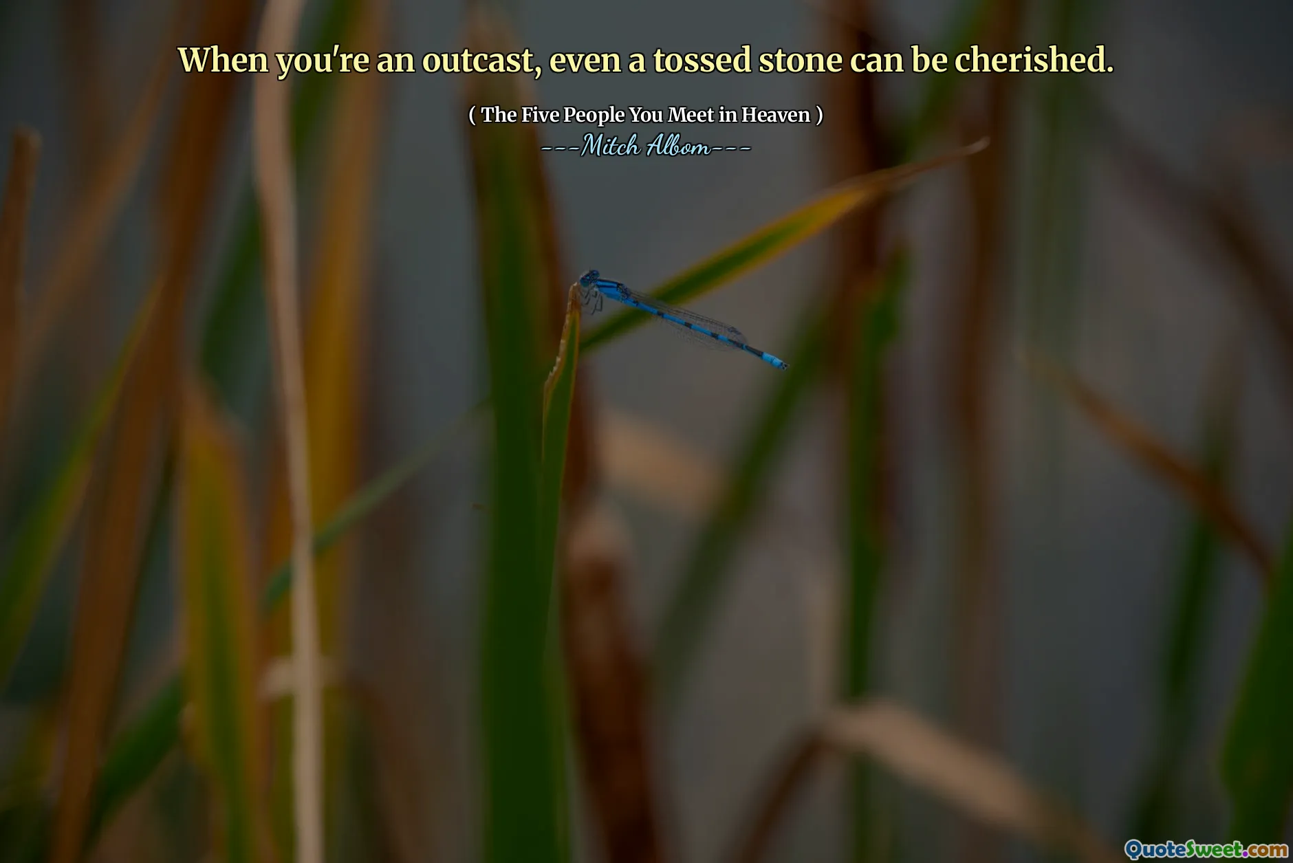 Als je een outcast bent, kan zelfs een gegooide steen worden gekoesterd.